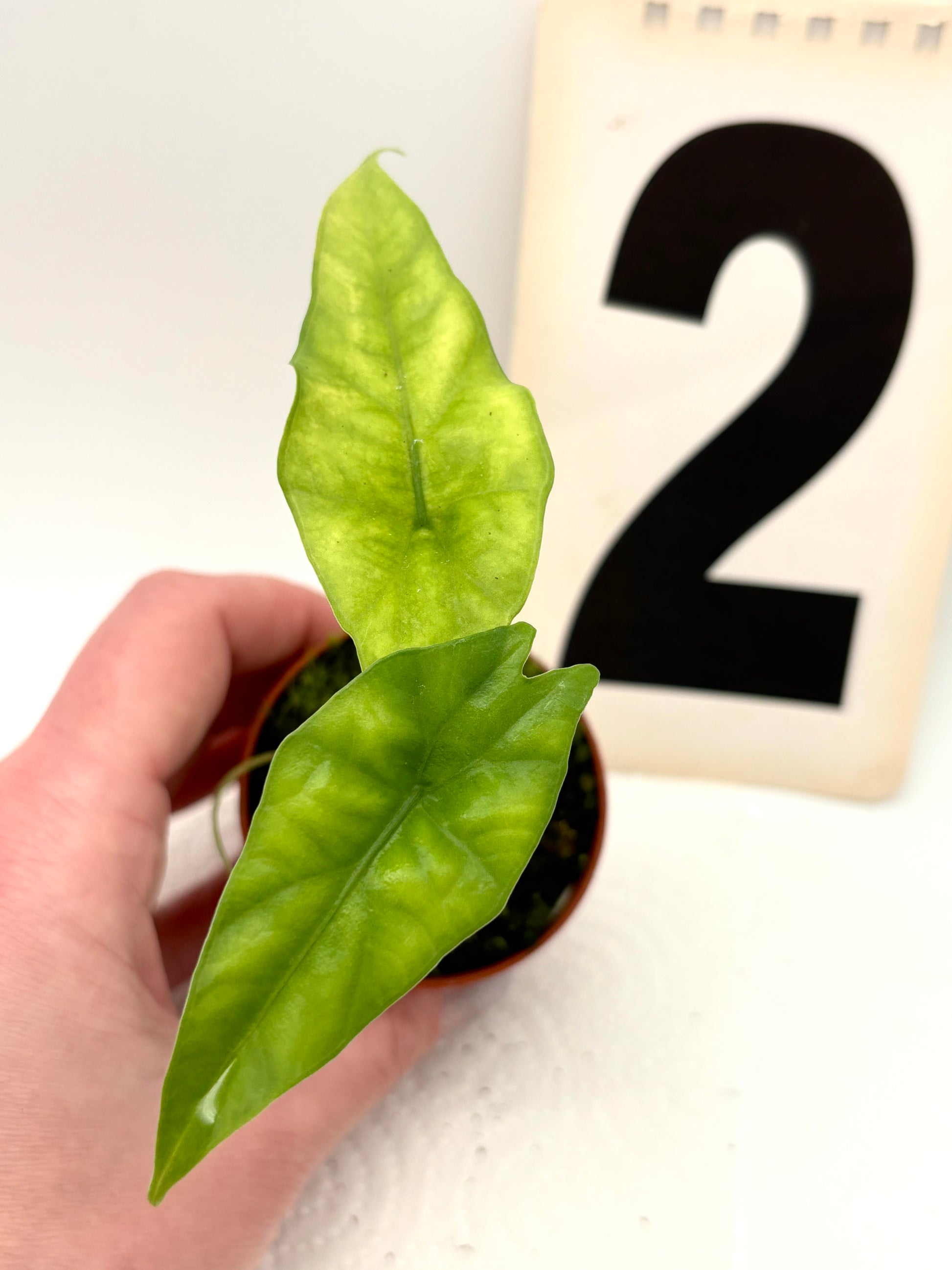 Alocasia Simpo - Exotic-Flowers