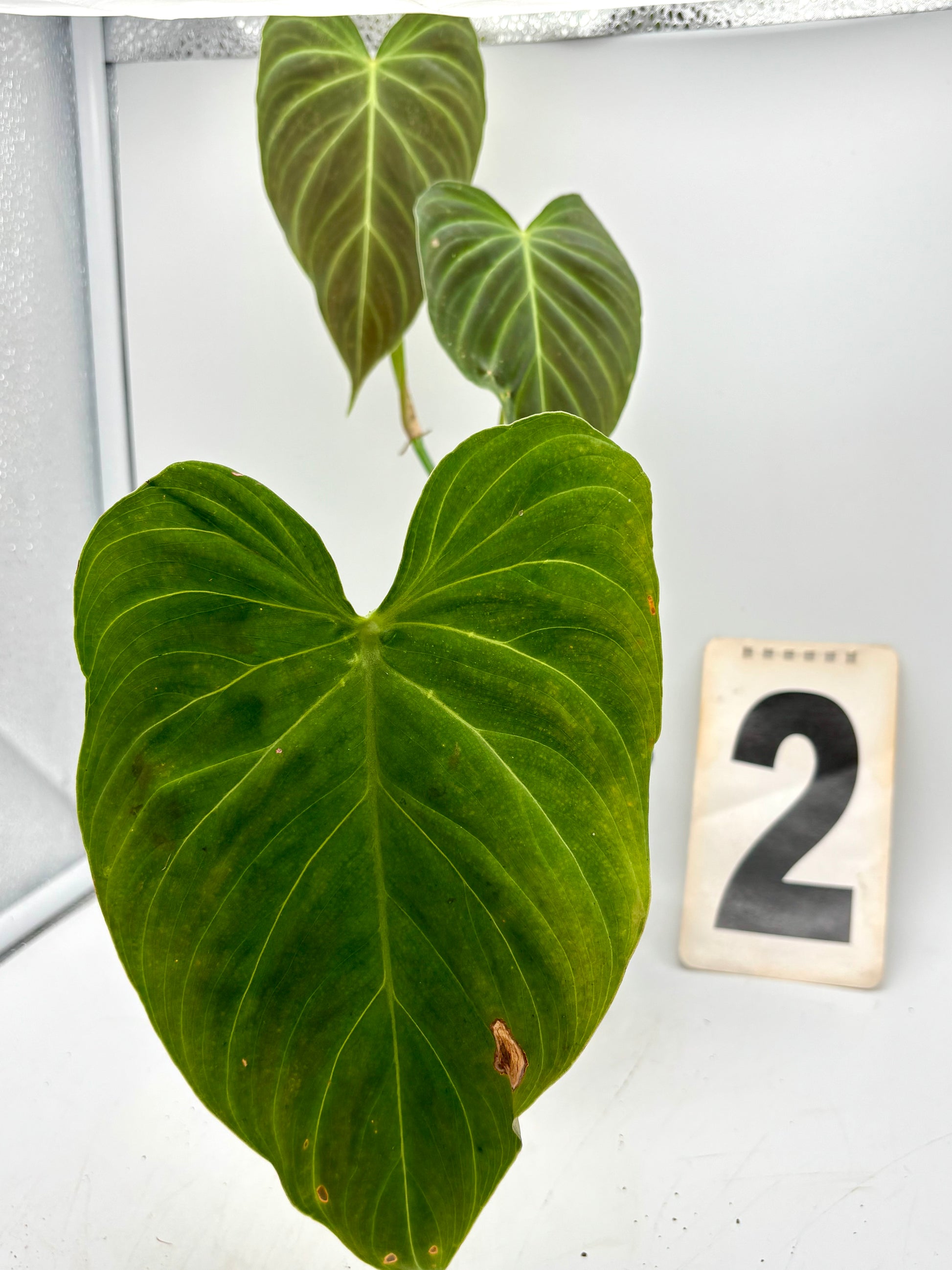 Grüner Philodendron Splendid bei Exotic-Flowers, große Blätter und üppiges Laub, Indoor-Pflanze in Top-Qualität