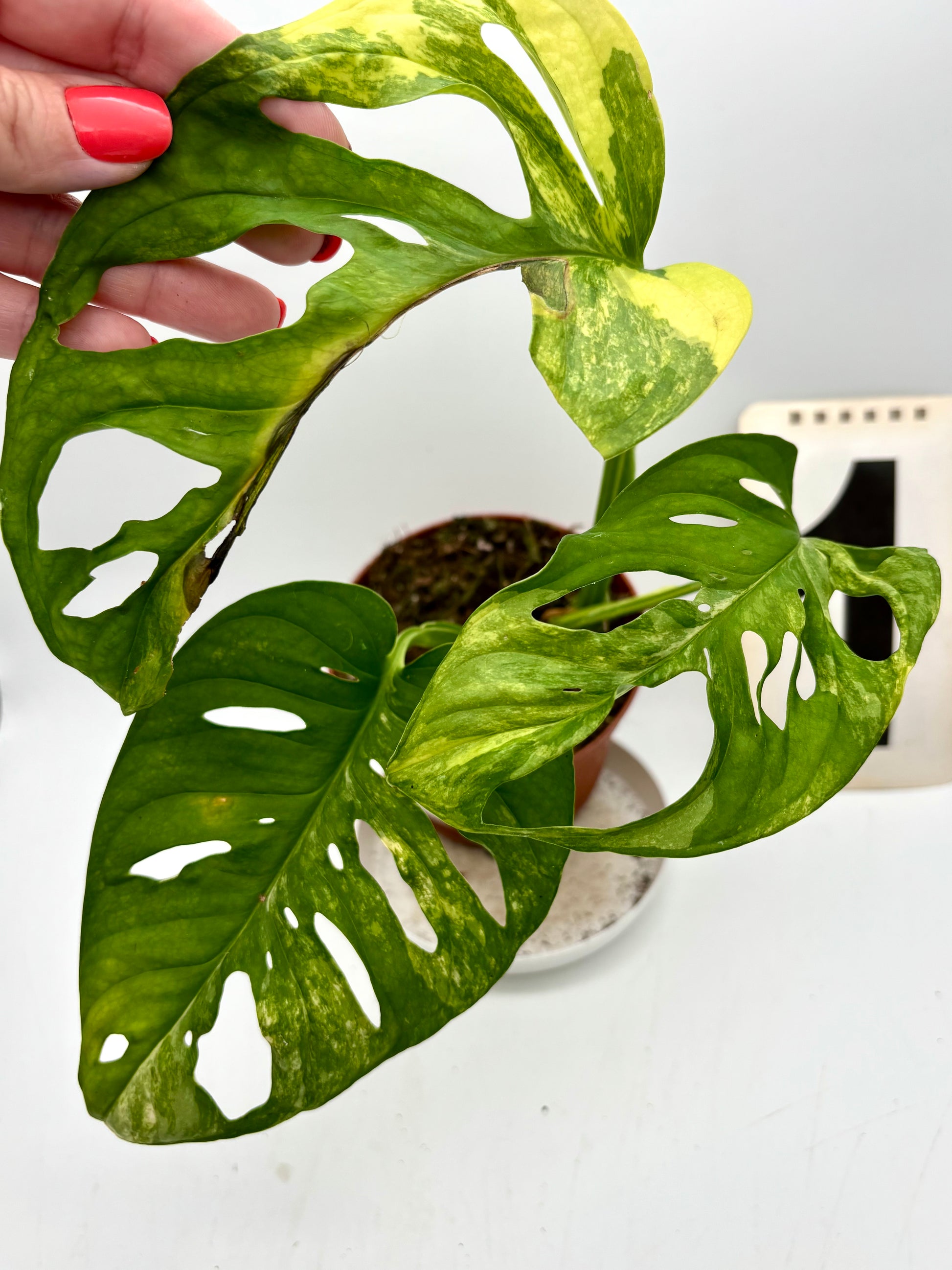 Monstera Adansonii Aurea Variegata Pflanze mit gelben und weißen Blättern, exotisch und dekorativ, von Exotic-Flowers