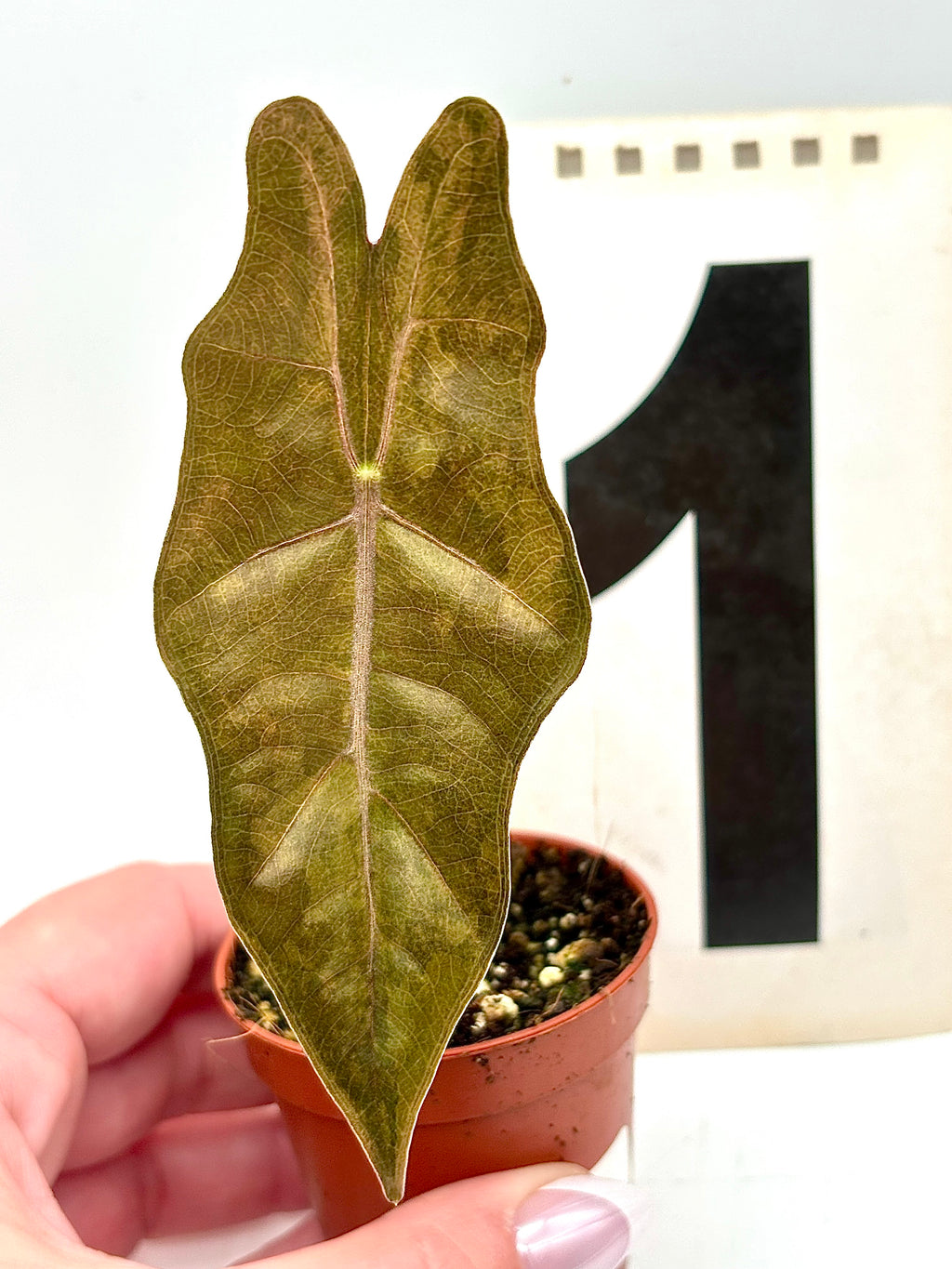Variegierte Alocasia Pseudo Sanderiana Pflanze von Exotic-Flowers mit großen, grünen und weißen Blättern, im Top.