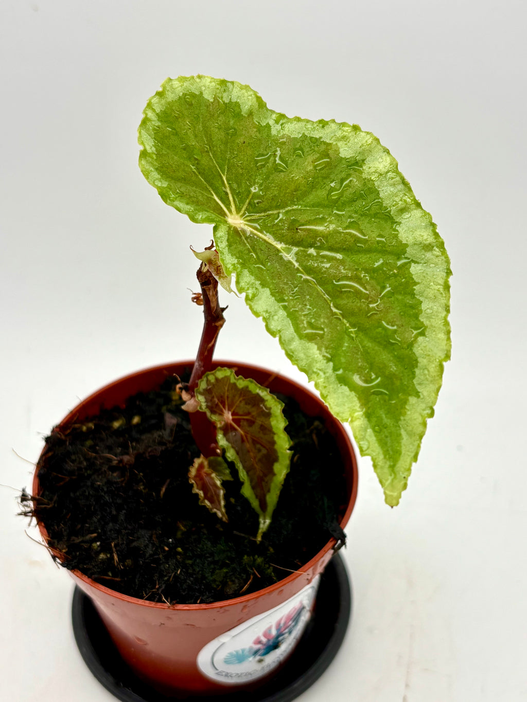 Begonia Baramensis von Exotic-Flowers mit grünen Blättern und roten Blüten, detailreiche Nahaufnahme der Pflanze