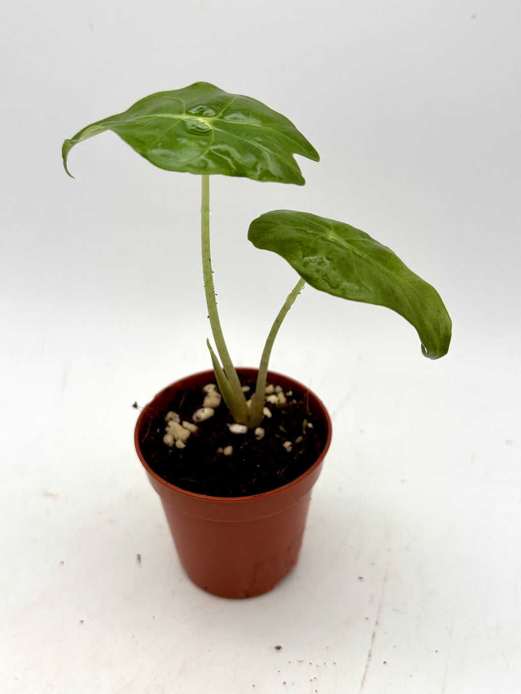 Alocasia Venom Pflanze von Exotic-Flowers mit großen, grünen Blättern und auffälligen dunklen Mustern, im Blumentopf.