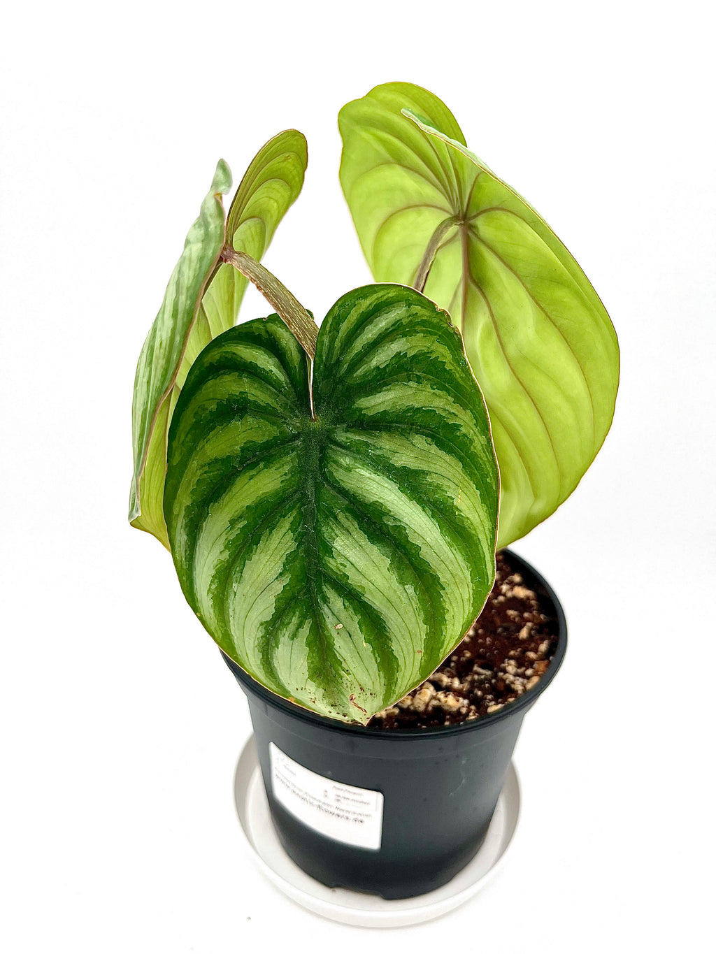 Philodendron Plowmanii Watermelon