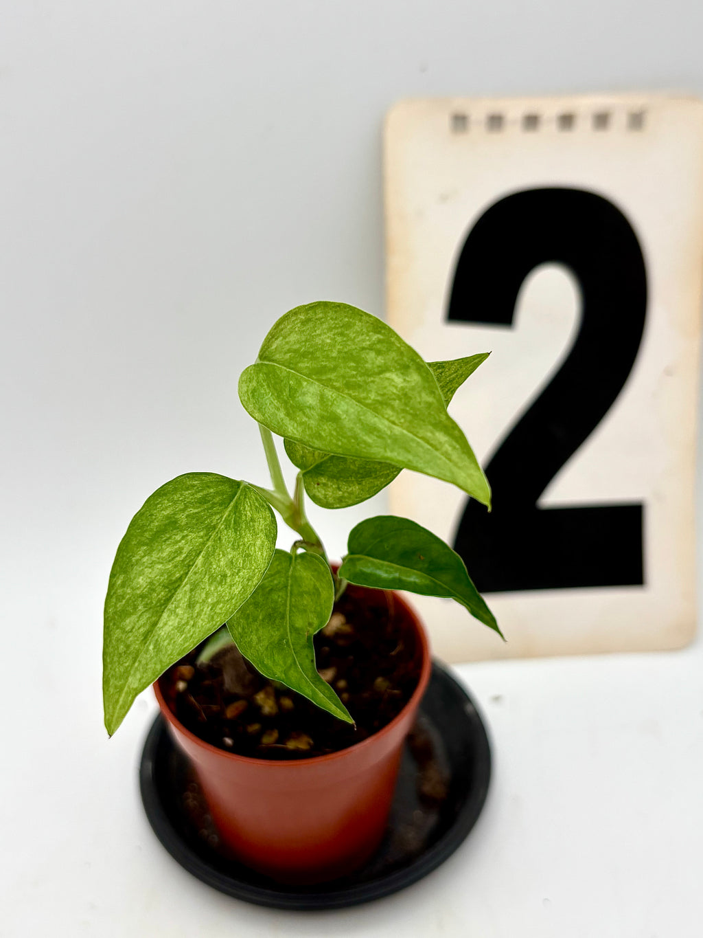 Epipremnum Cebu Blue Aurea Mint Variegata