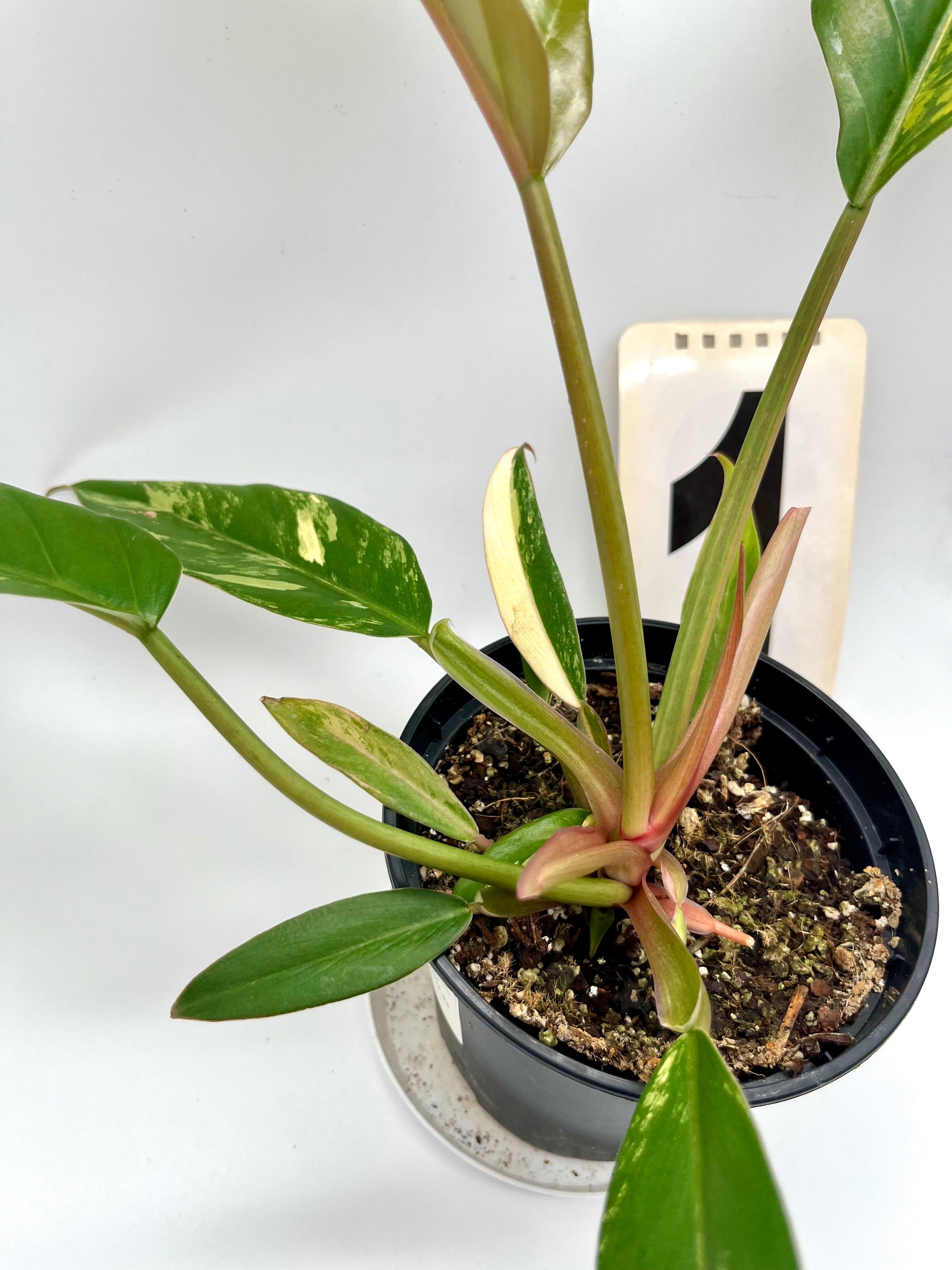 Philodendron Caramel Marble