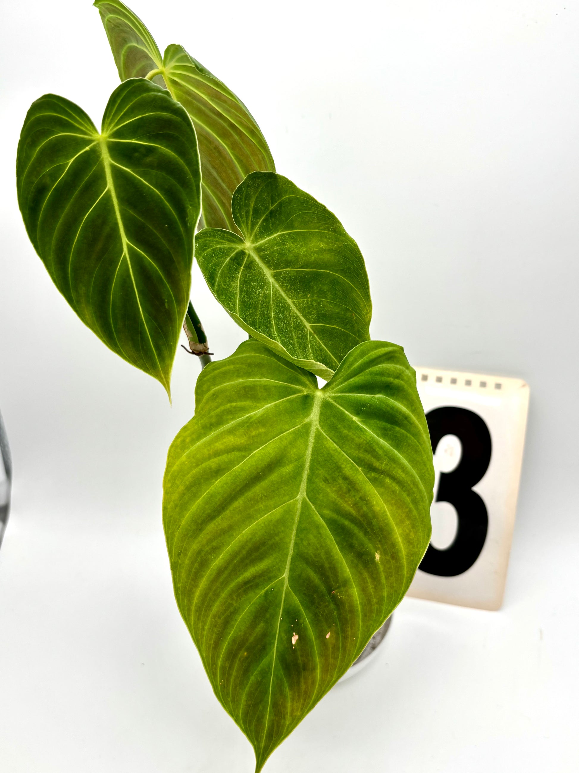 Philodendron Splendid
