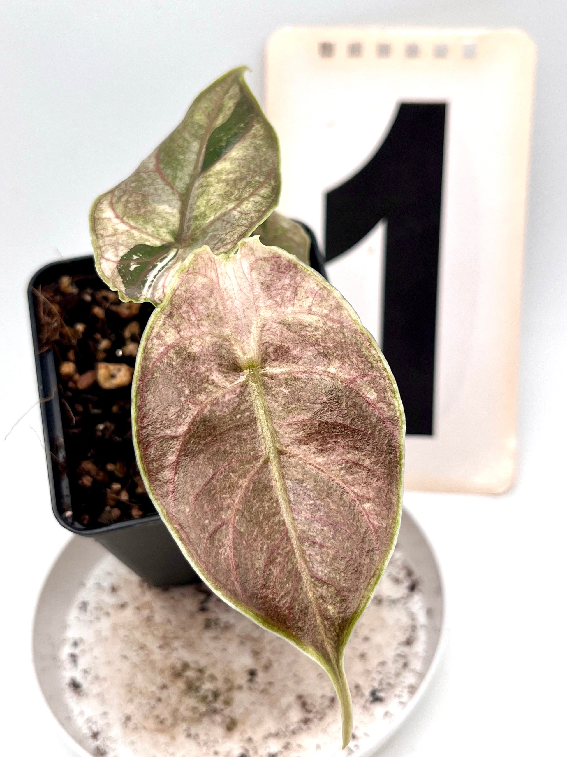 Alocasia Azlanii Variegata