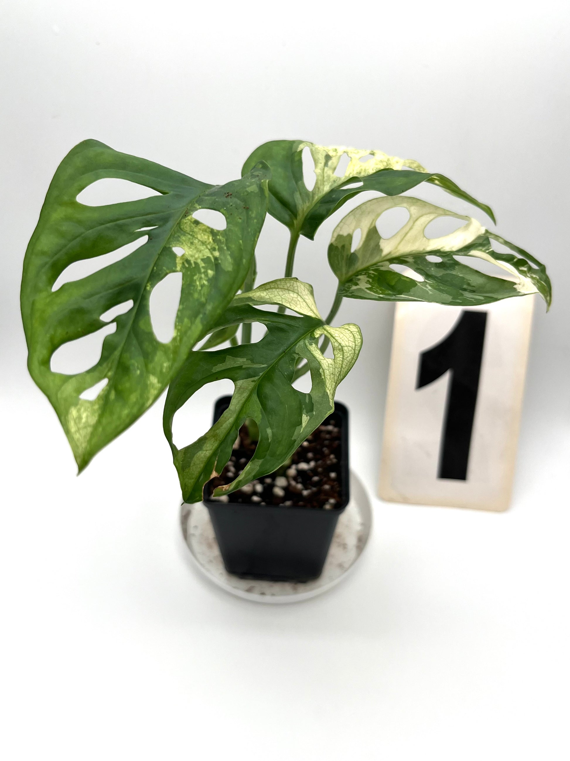 Monstera Adansonii Variegata