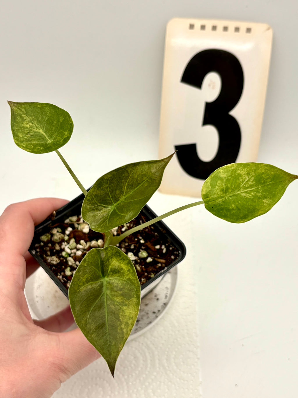 Alocasia Wentii (Sunset) Variegata