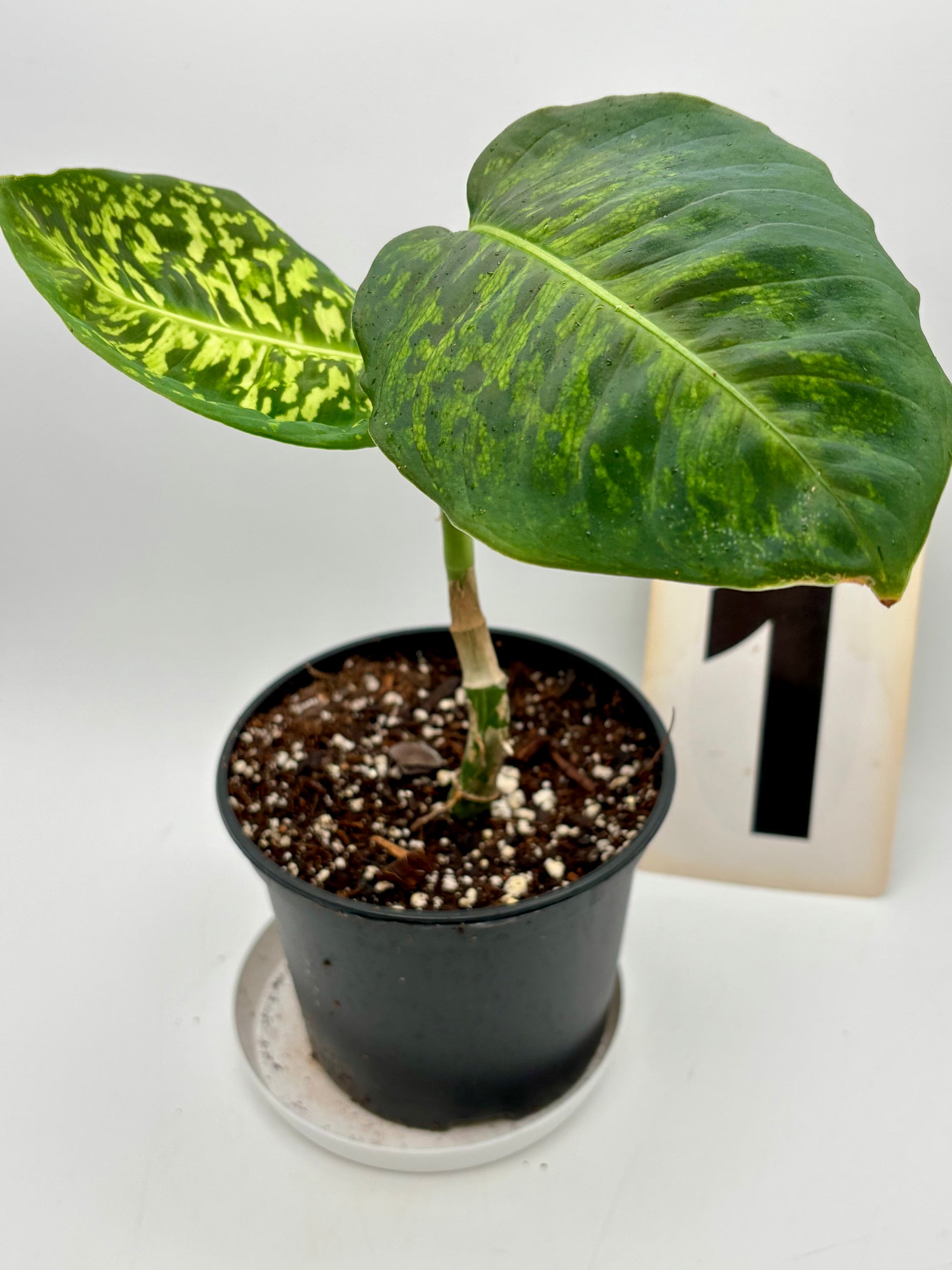 dieffenbachia pflanze Dieffenbachia Reflector – Exotic-Flowers