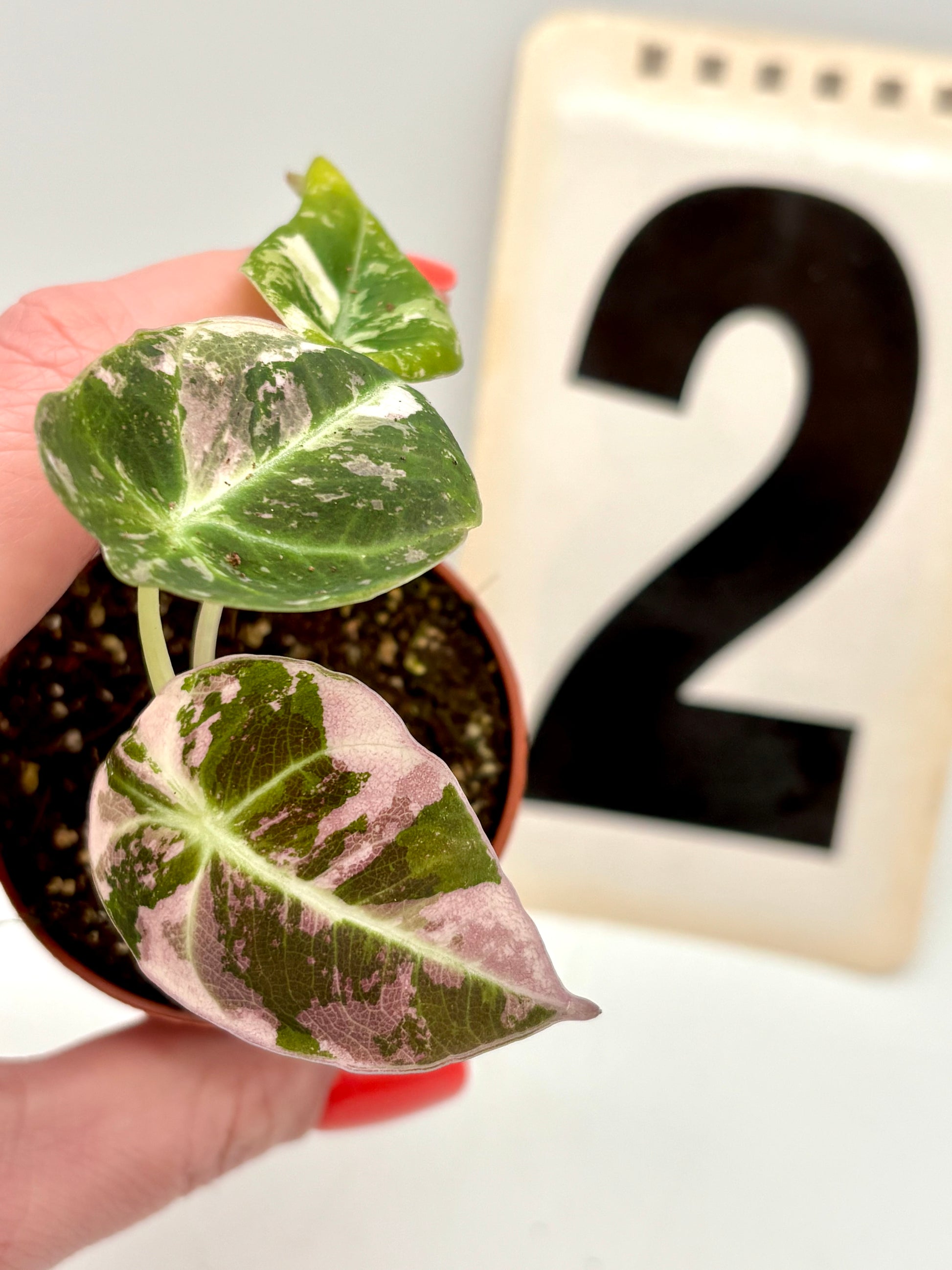 Alocasia Black Velvet Variegata