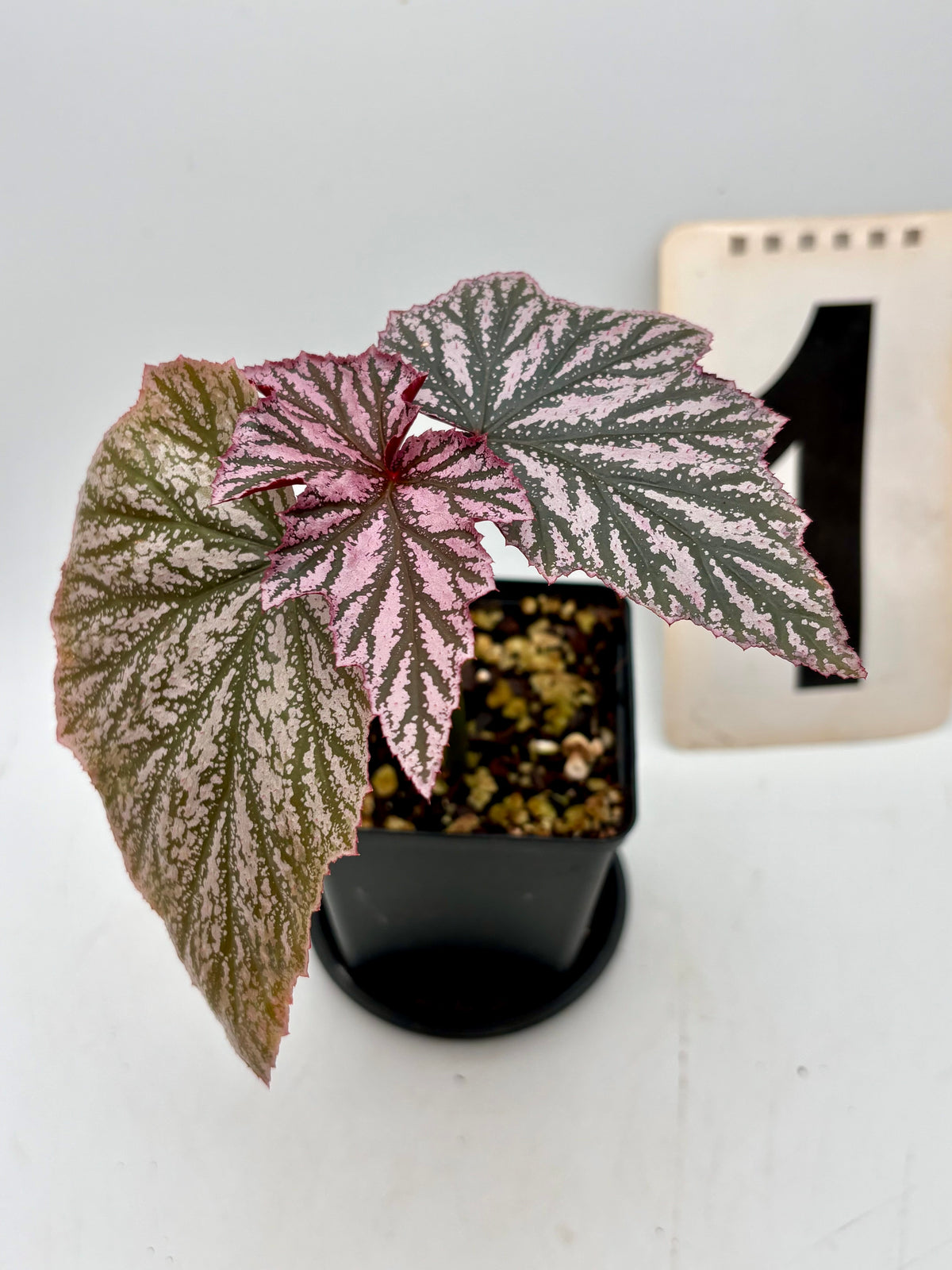 Begonia Pink Minx