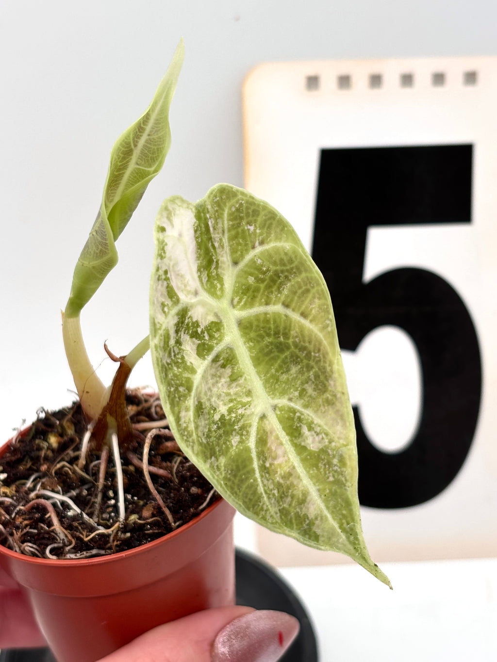 Alocasia Watsoniana Doff Variegata