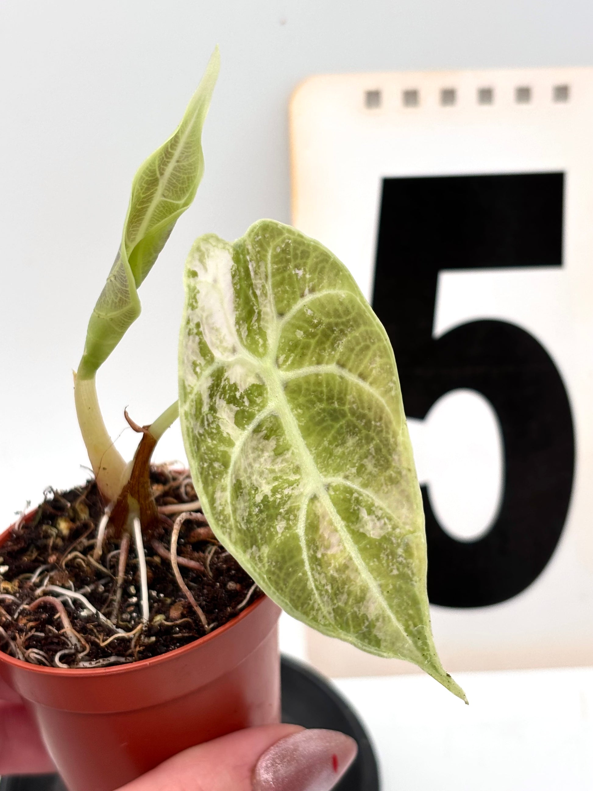 Alocasia Watsoniana Doff Variegata