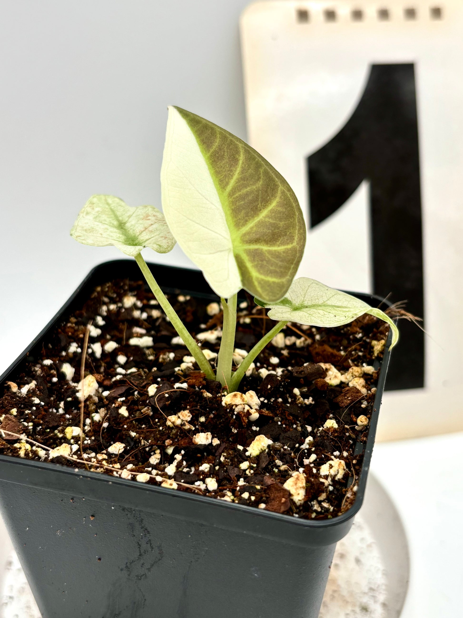 Alocasia Regal Shield Albo Variegata