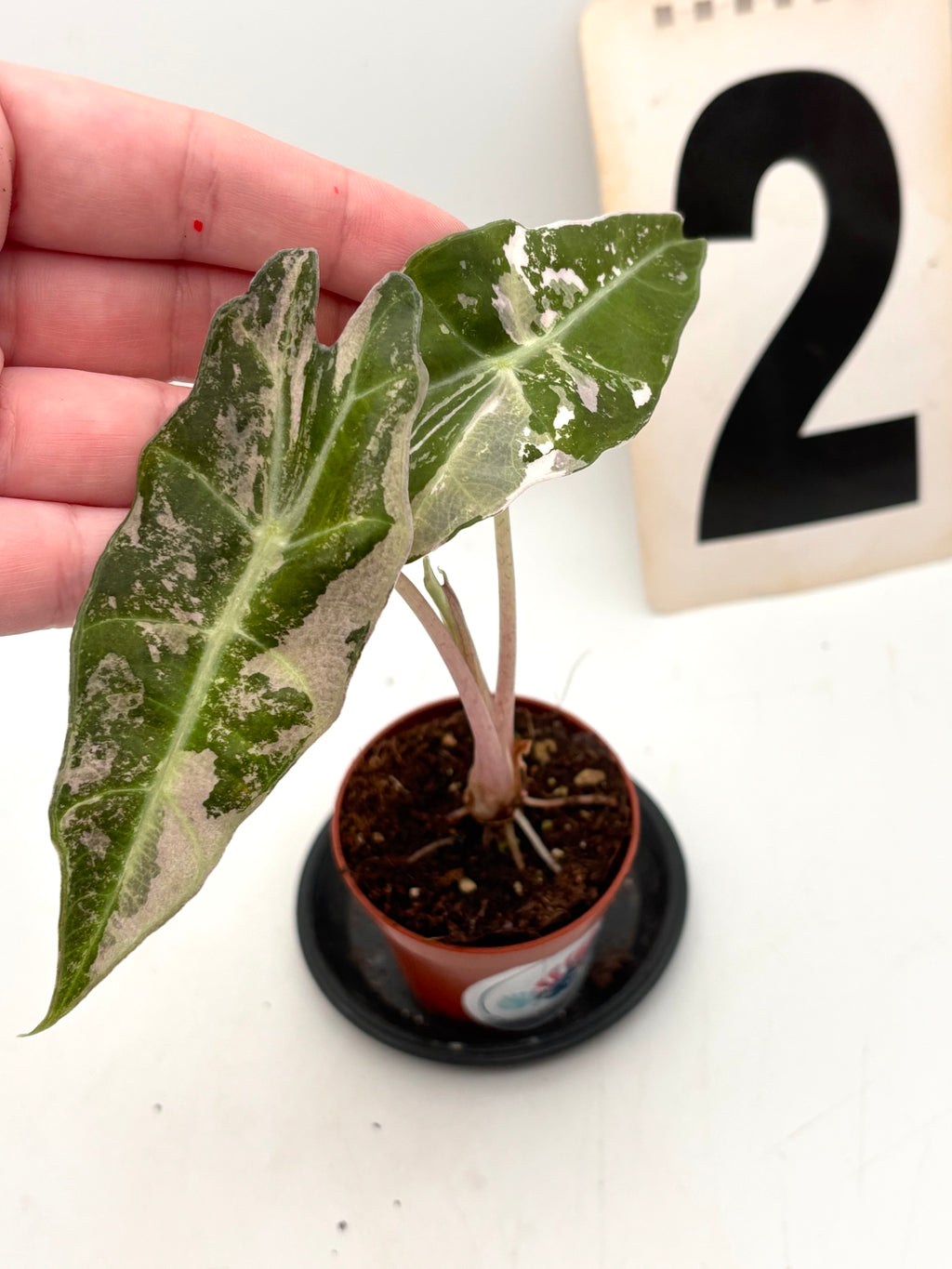 Alocasia Polly Variegata ‚Snowflake‘ von Exotic-Flowers, grüne Pflanze mit weißen variegierten Blättern, frisch und gesund.