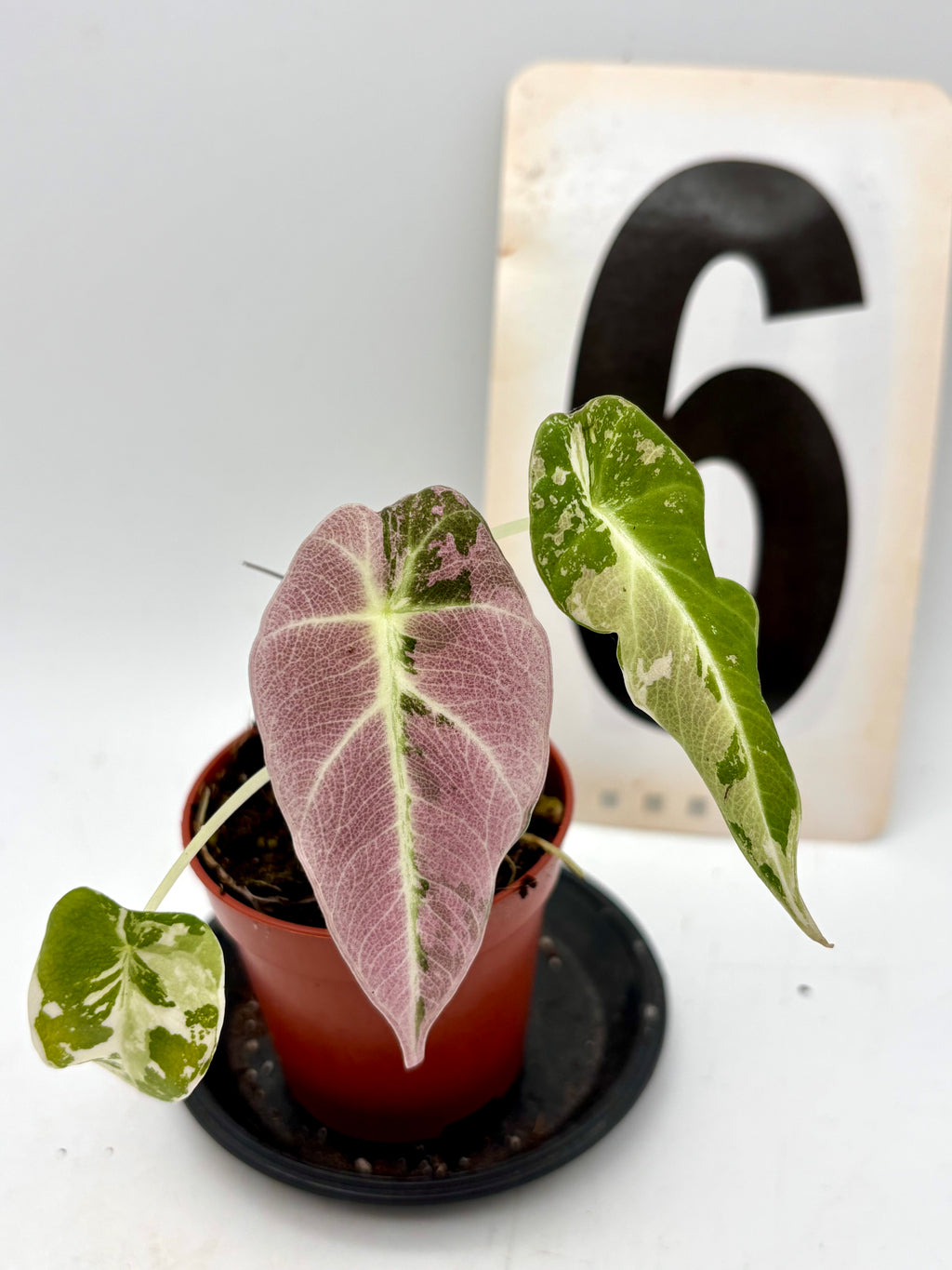 Alocasia Black Velvet Variegata Pflanze mit dunkelgrünen, samtartigen Blättern und weißen Variegationsmustern, von Exotic-Flowers