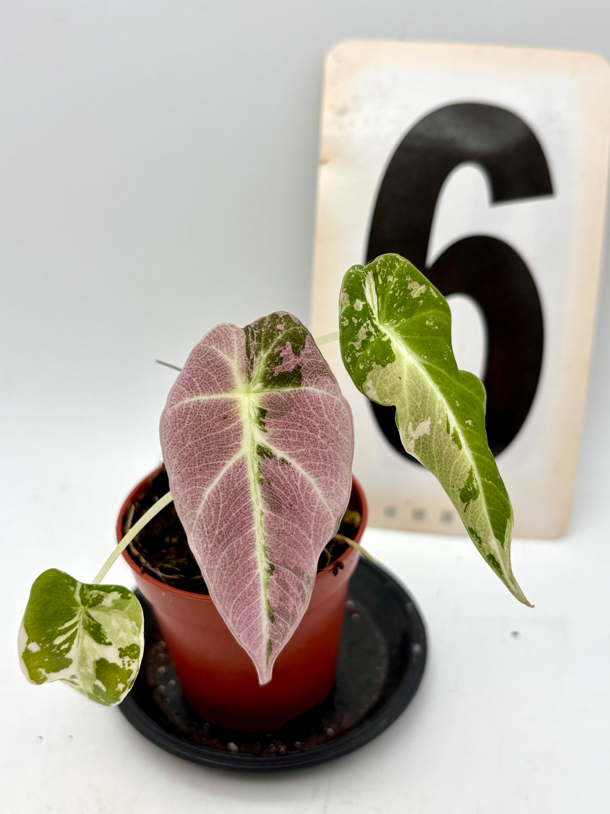 Alocasia Black Velvet Variegata Pflanze mit dunkelgrünen, samtartigen Blättern und weißen Variegationsmustern, von Exotic-Flowers