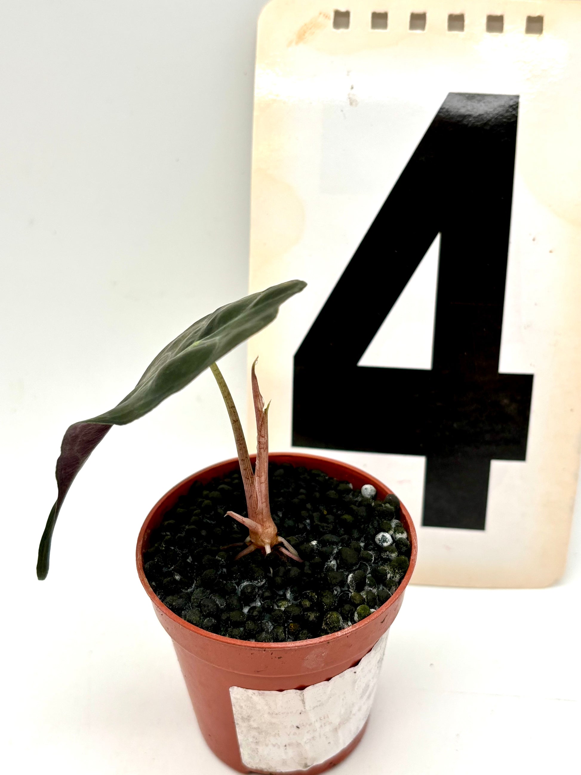 Alocasia Venom