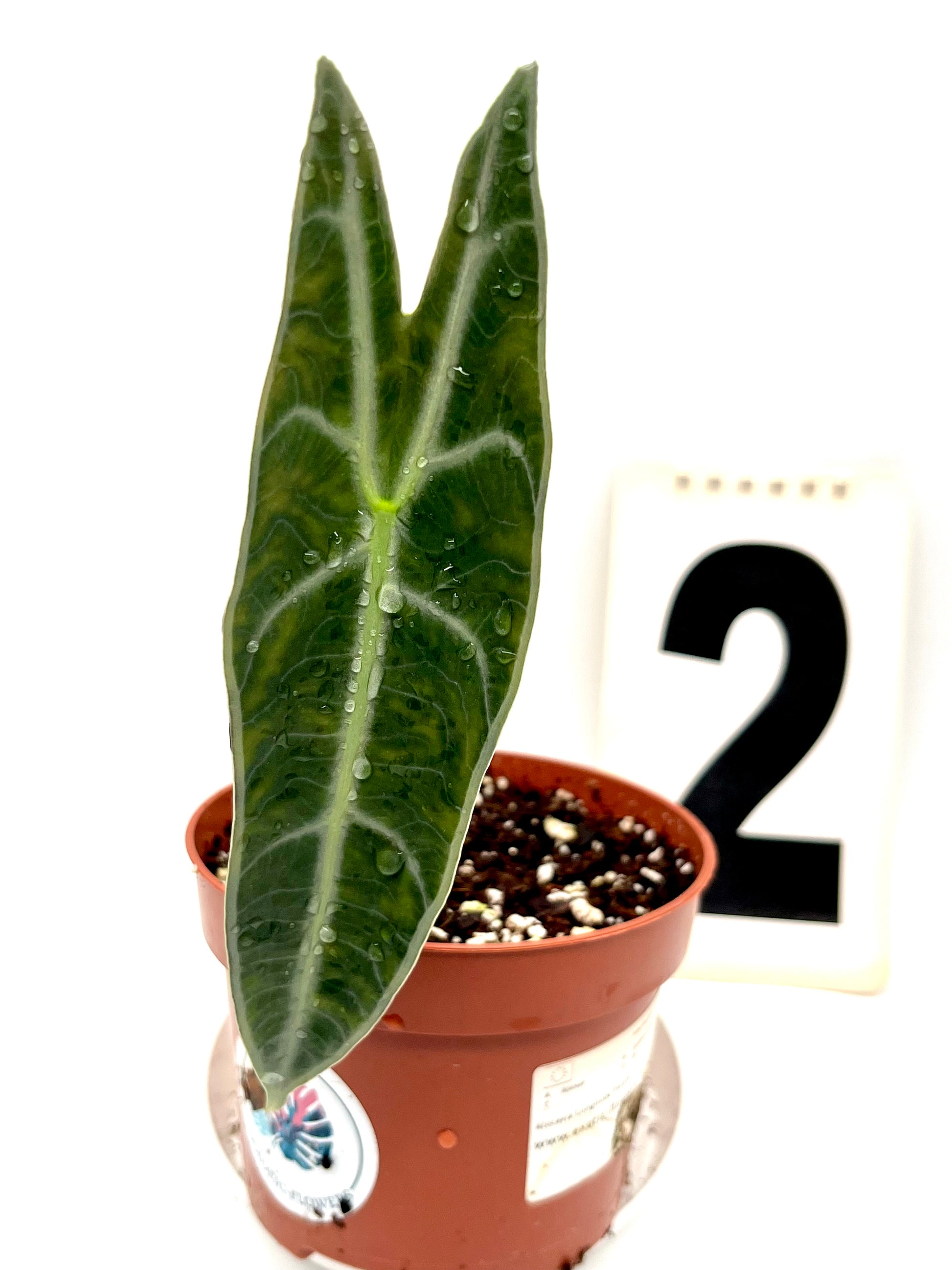 Alocasia Longiloba Purple