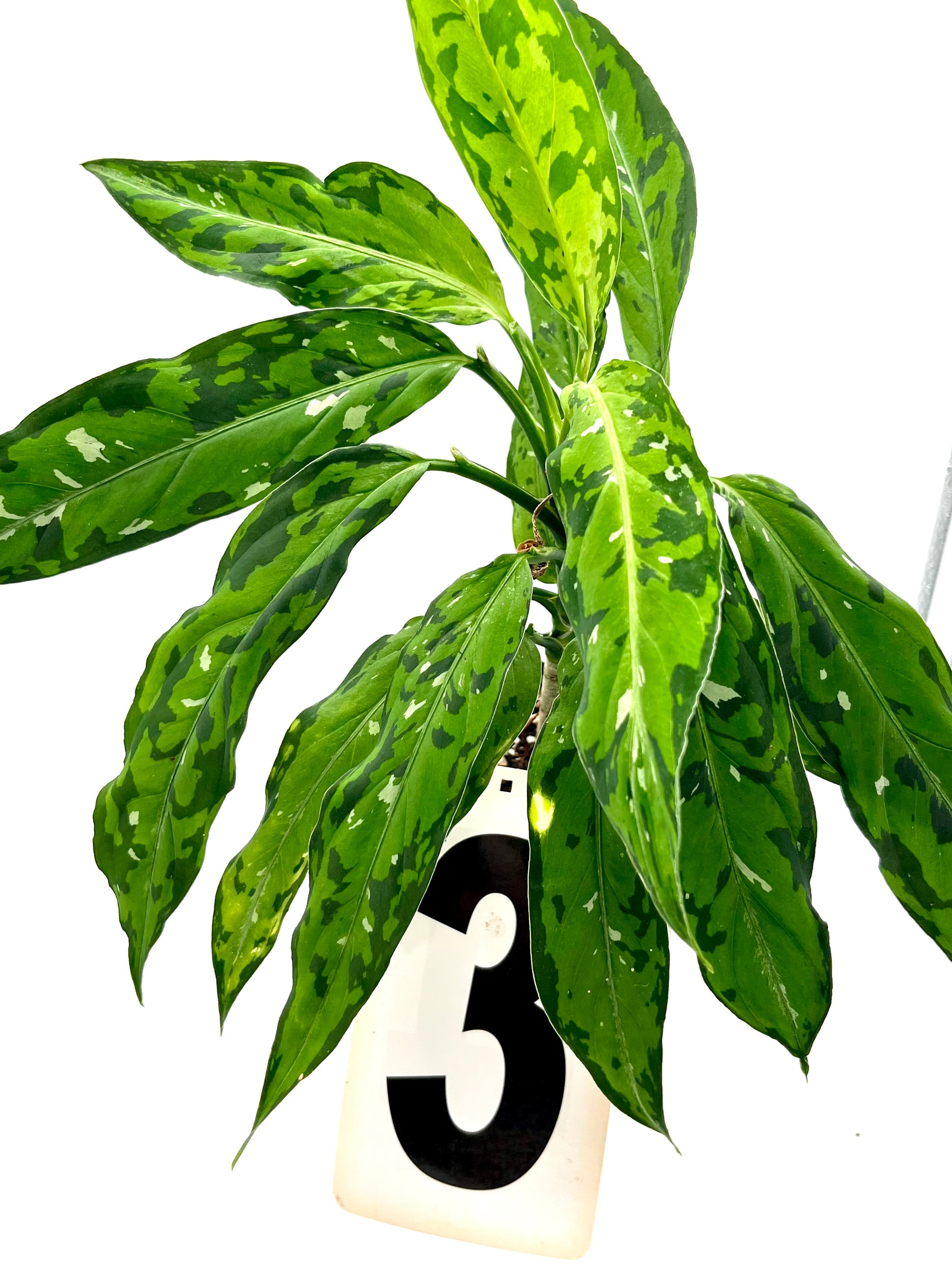 Aglaonema Pictum Tricolor - Star Spot