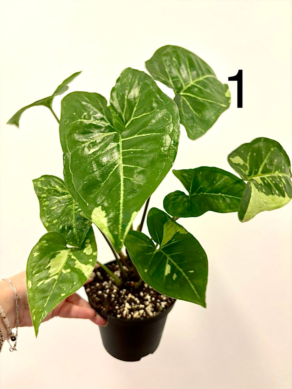 Syngonium Panda Pflanze mit grünen und weißen Blättern, im Topf, dekoratives Zimmerpflanzenbild, Exotic-Flowers.