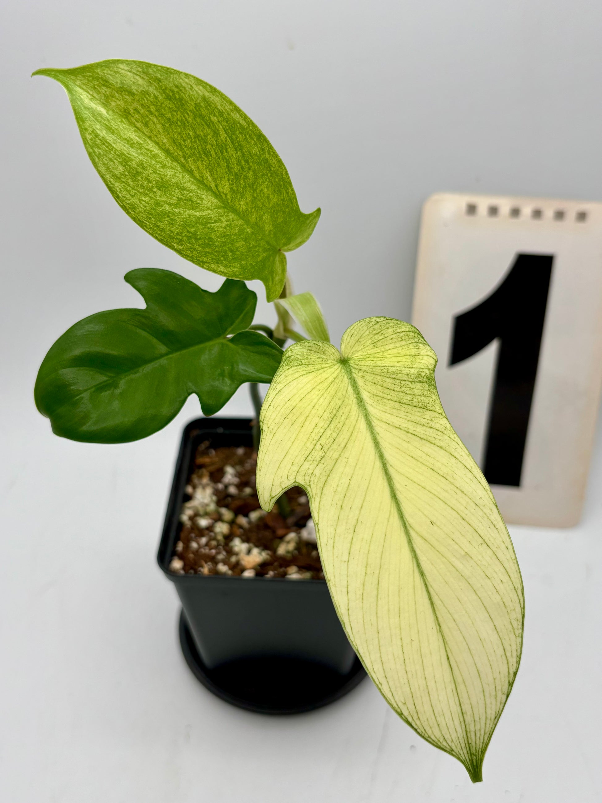 Philodendron Florida Ghost - Exotic-Flowers