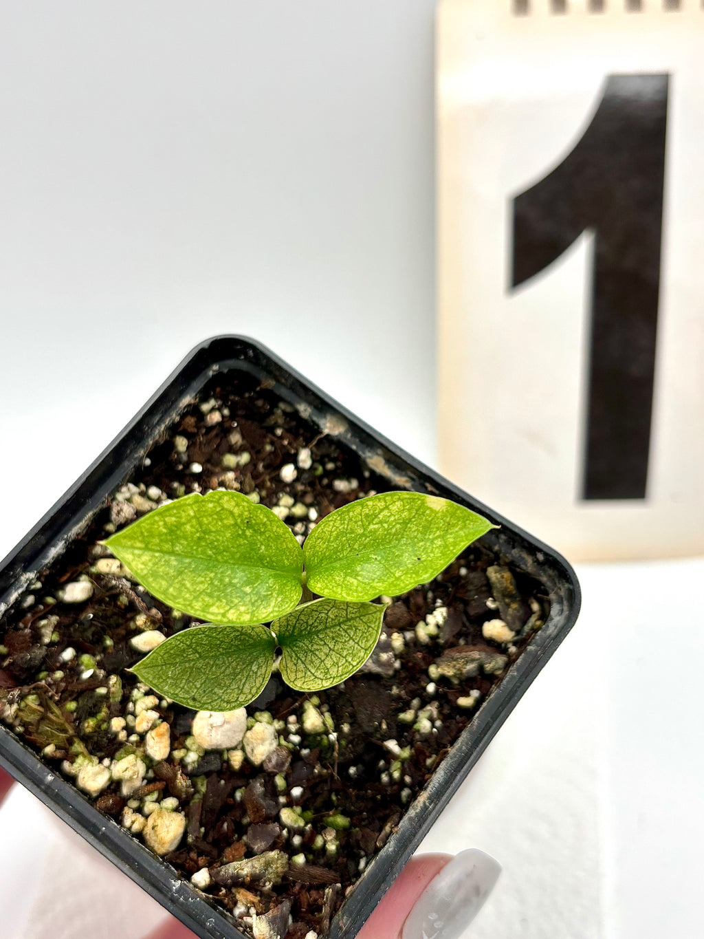 Zamioculcas Chameleon Variegata