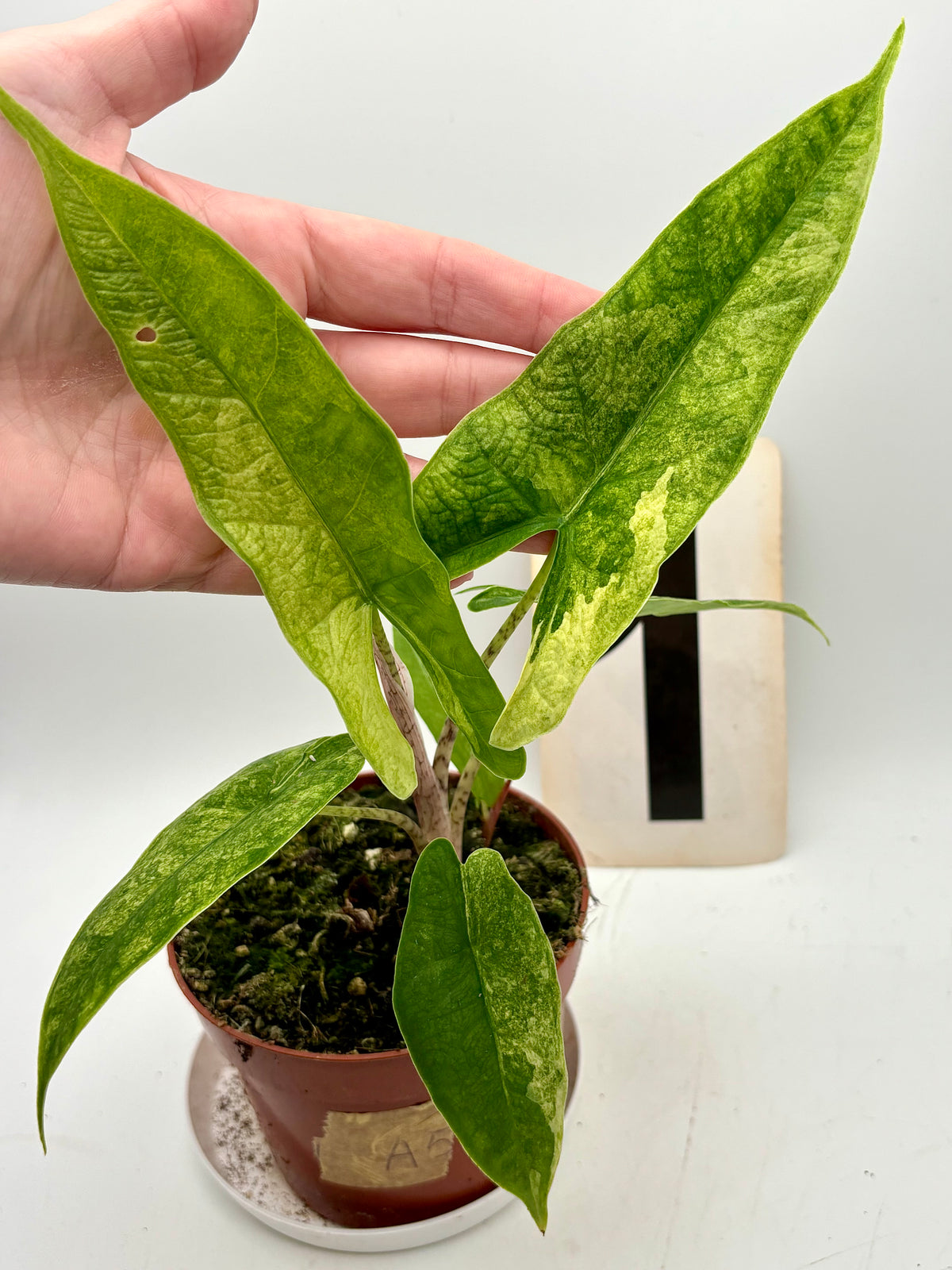 Alocasia Carpet sp Sulawesi Variegata