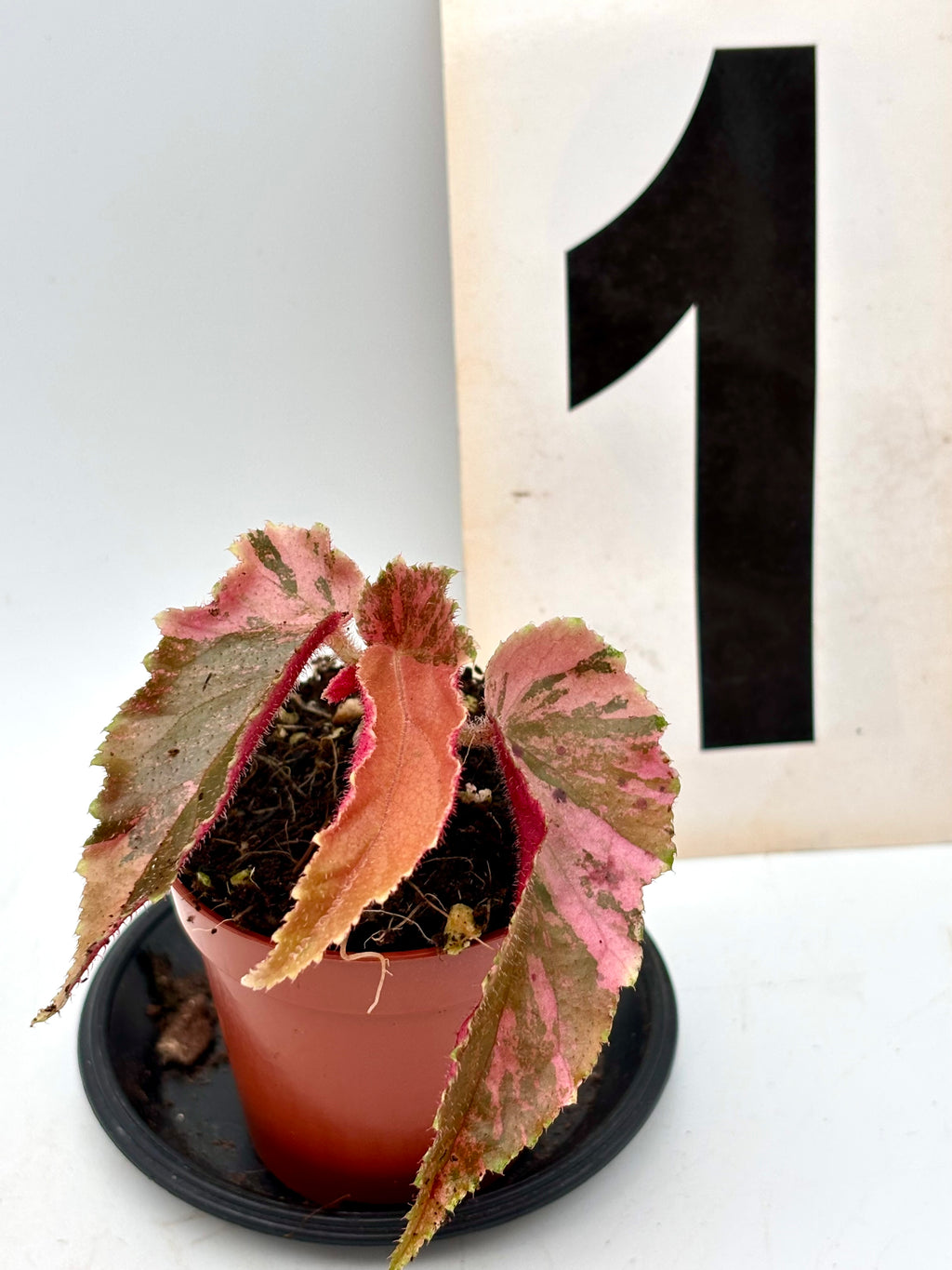 Begonia Ginny Galaxy Variegata