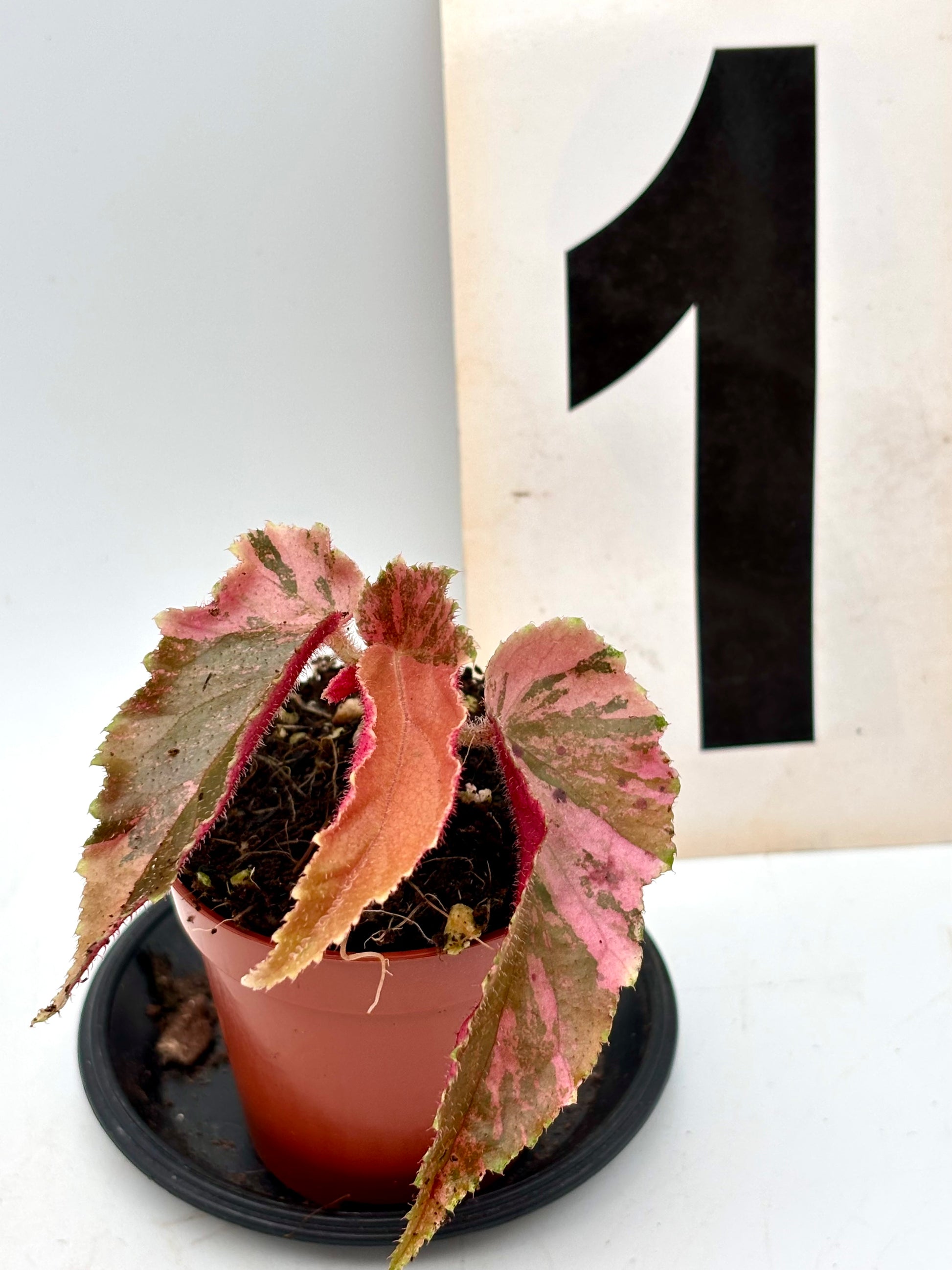 Begonia Ginny Galaxy Variegata