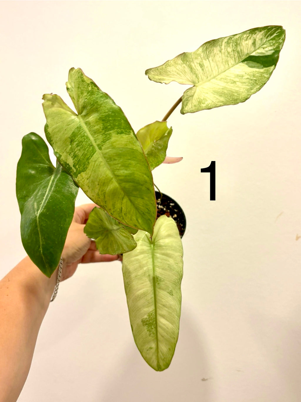 Philodendron Paraiso Verde Albo / Mint Variegata