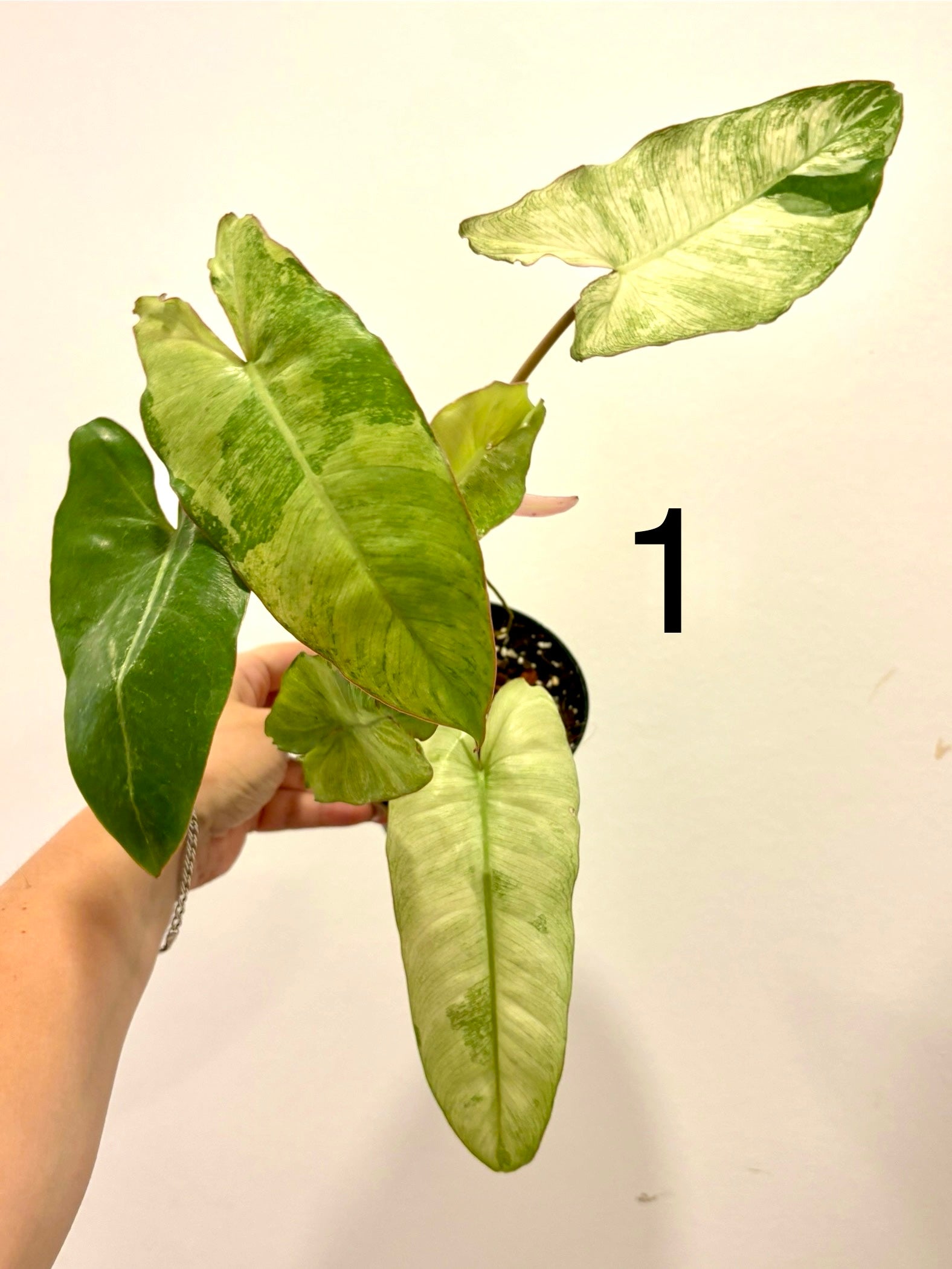 Philodendron Paraiso Verde Albo / Mint Variegata