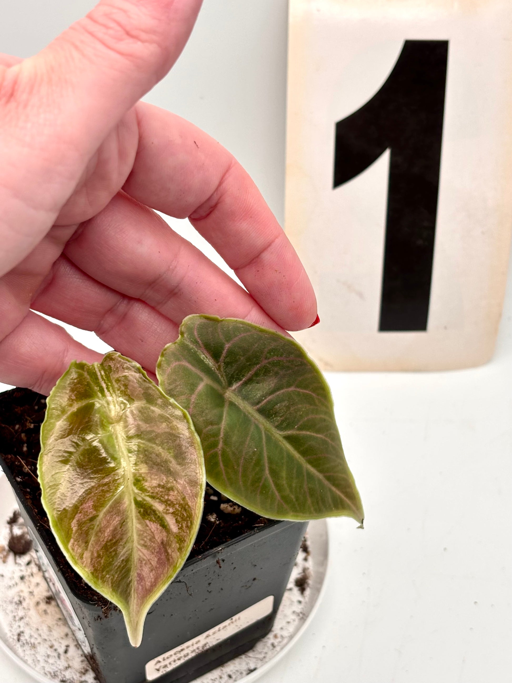 Alocasia Azlanii Variegata - Exotic-Flowers