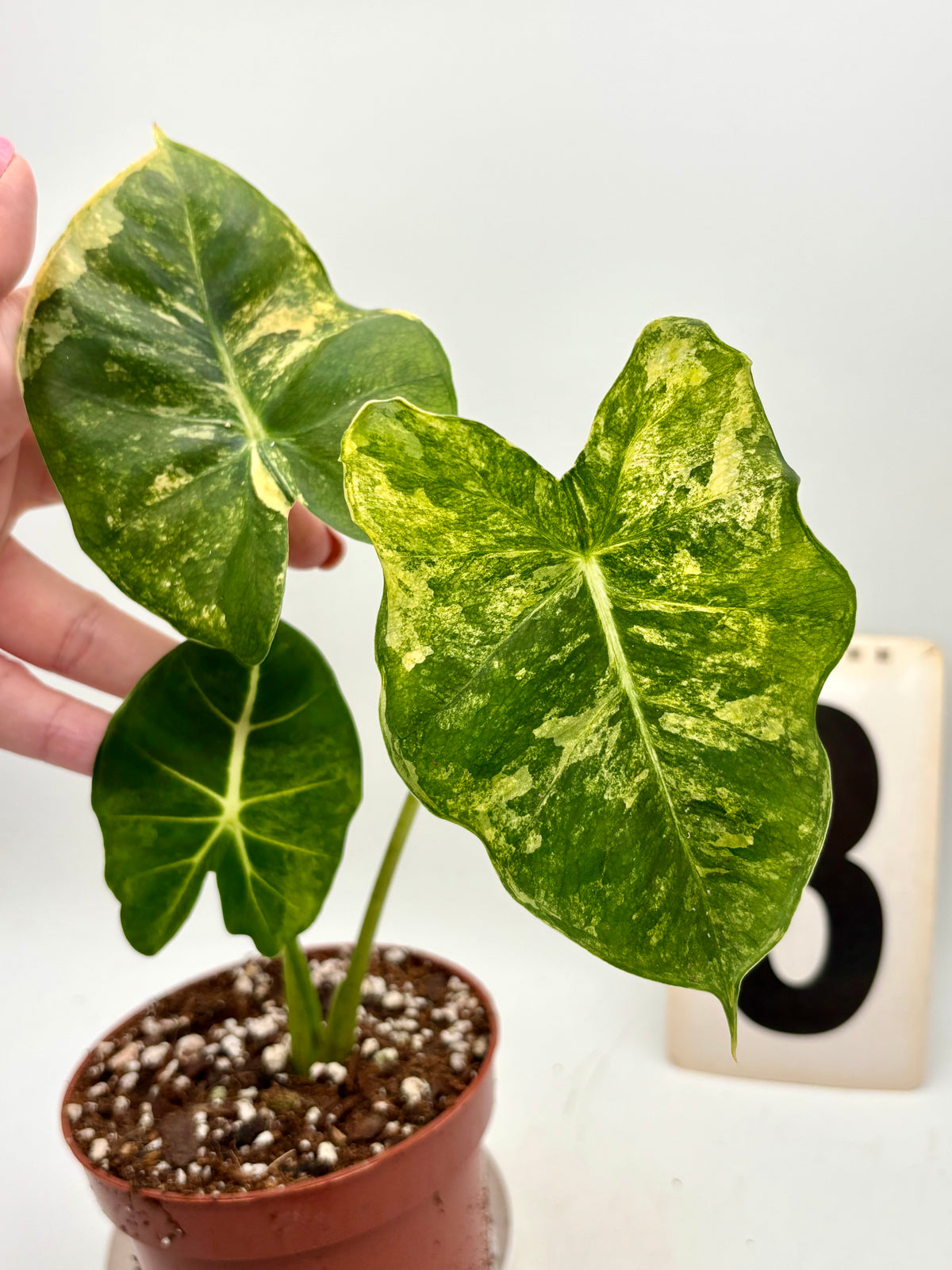 Alocasia London Eye Variegata Pflanze mit großen, grün-weißen, gemusterten Blättern, aufrecht wachsend, von Exotic-Flowers.