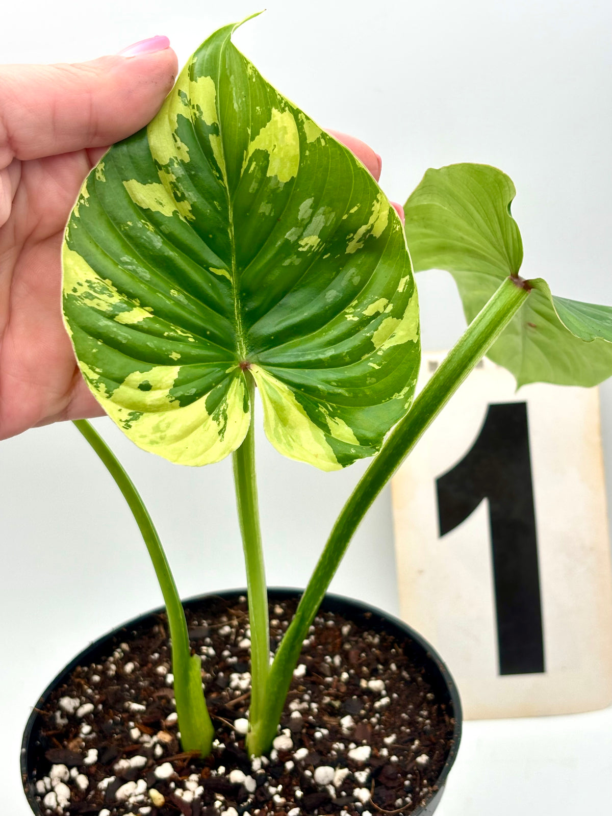 Variegierter Philodendron Plowmanii von Exotic-Flowers, grüne Blätter mit cremefarbenen Mustern, große, elegante Pflanze