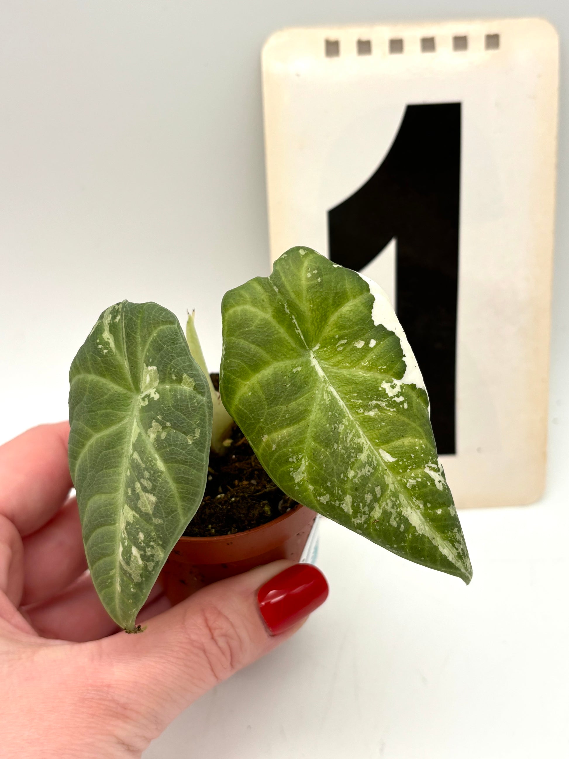 Alocasia Maharani Variegata - Exotic-Flowers