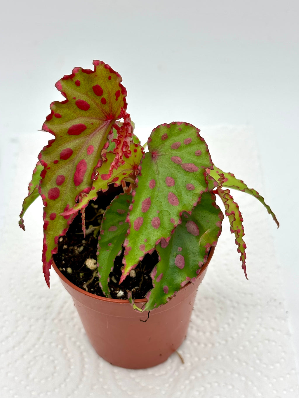 Begonia Pink Lava
