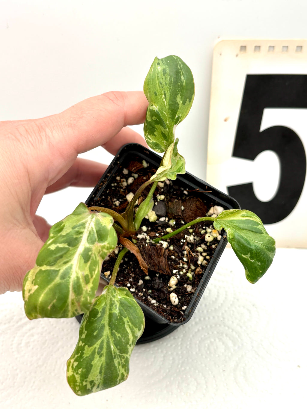 Philodendron Gloriosum Variegata / Snow Leopard - Jungpflanzen