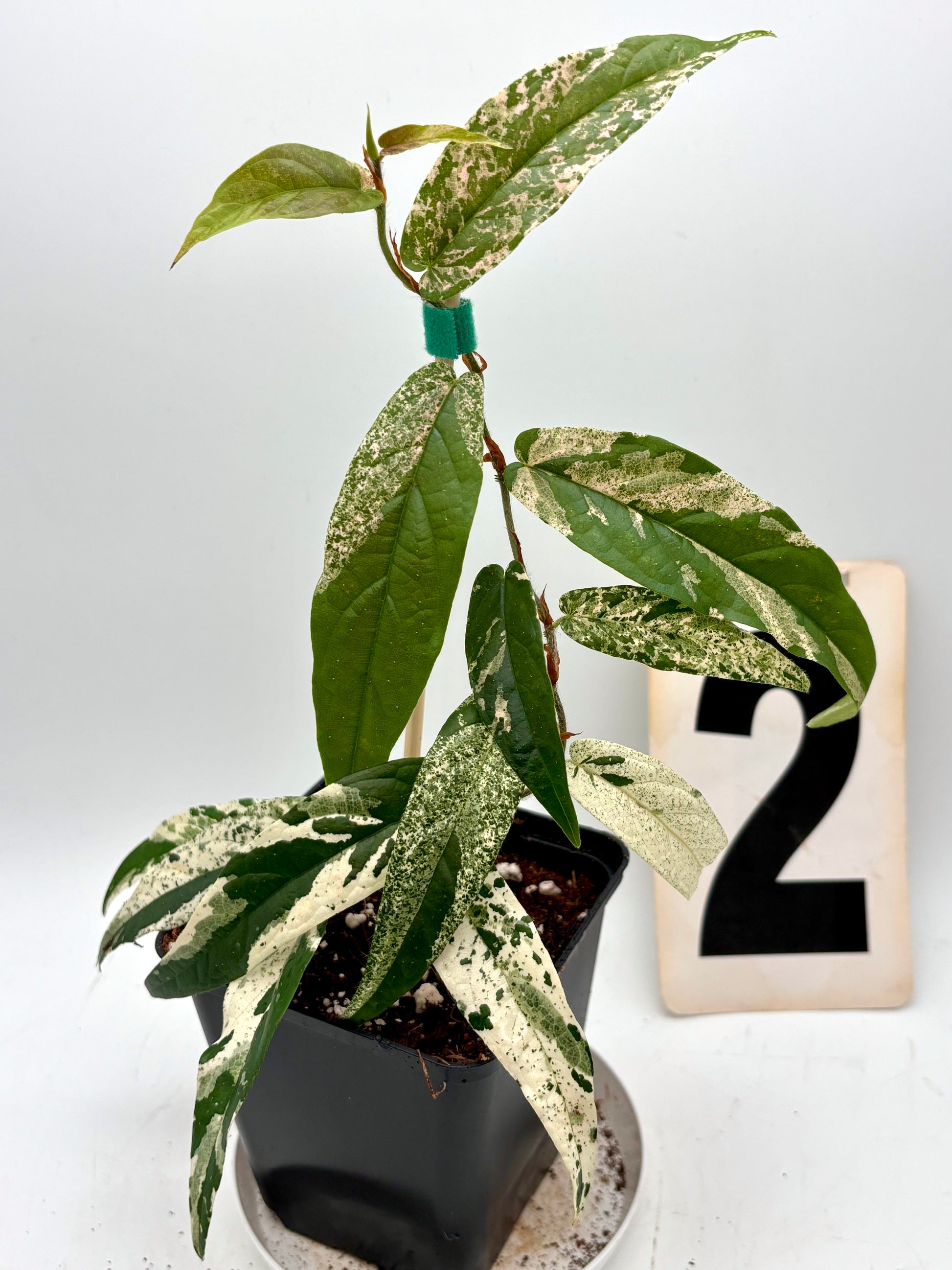 Ficus Sagittata Pink Variegata Pflanze mit rosa und grünen Blättern, Innenraumdekoration, von Exotic-Flowers