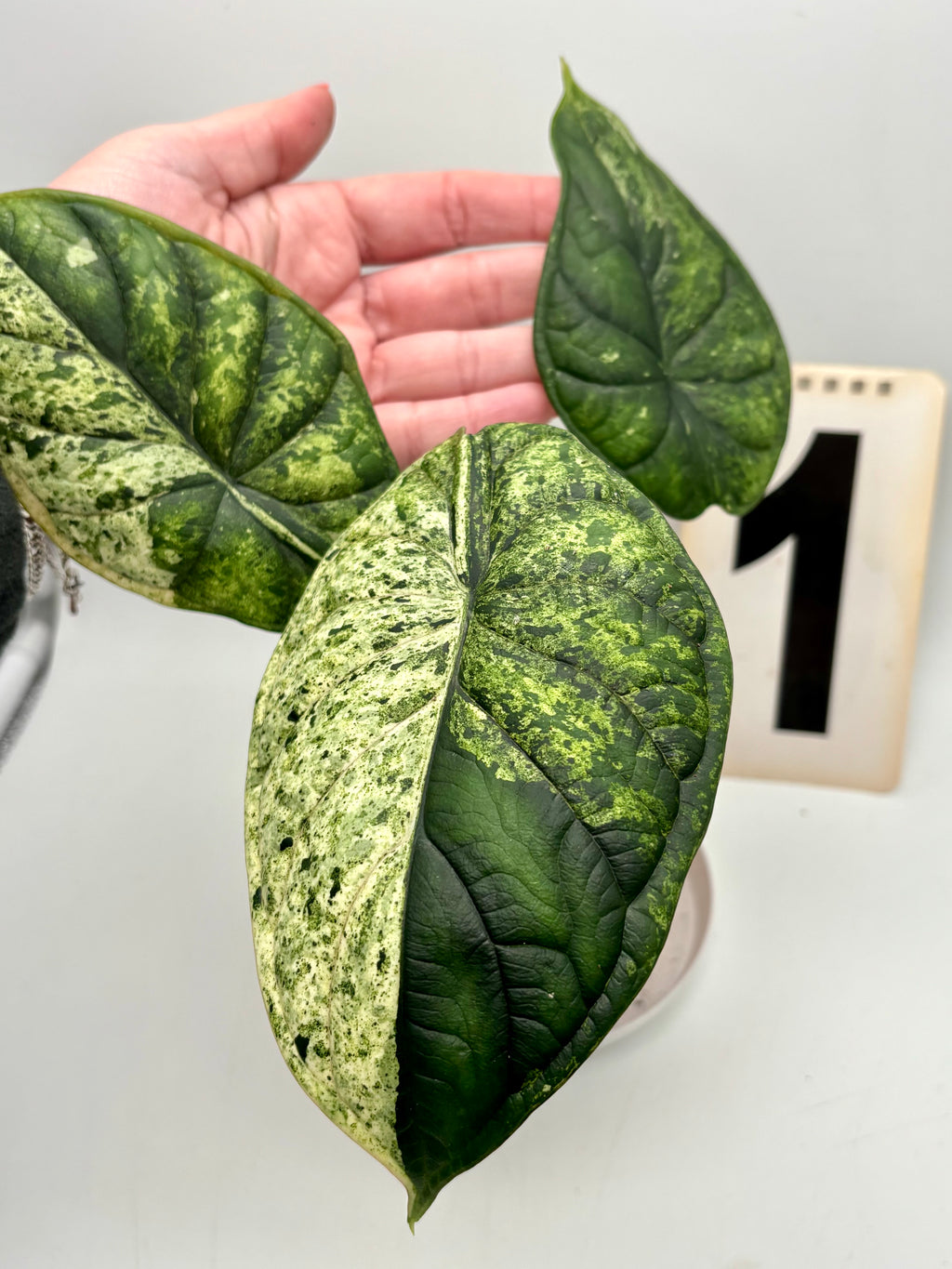 Alocasia Dragon Scale Mint