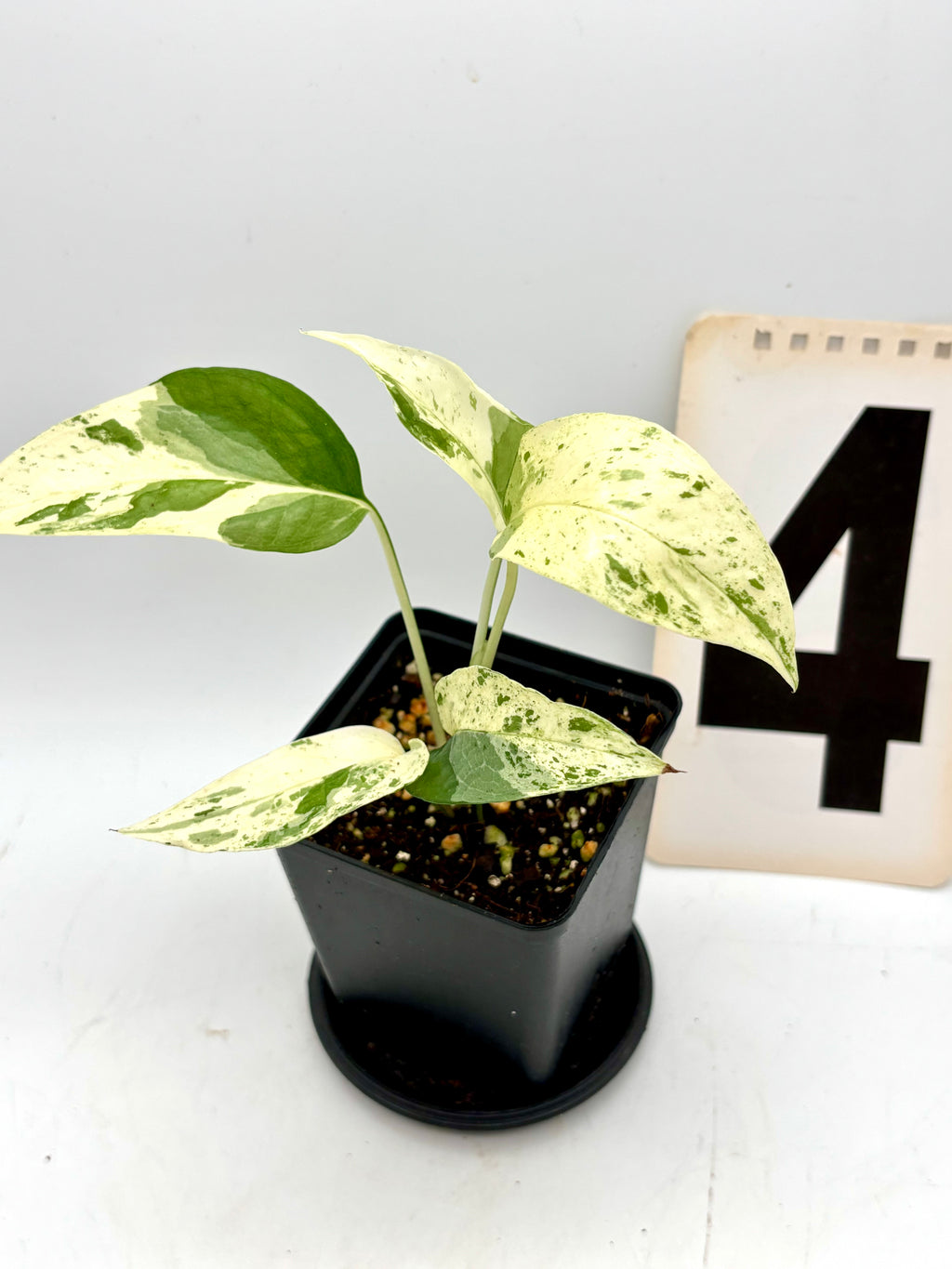 Epipremnum Cebu Blue Variegata Pflanze mit grünen und bläulichen, variegierten Blättern, lebendig und gesund, im Topf.