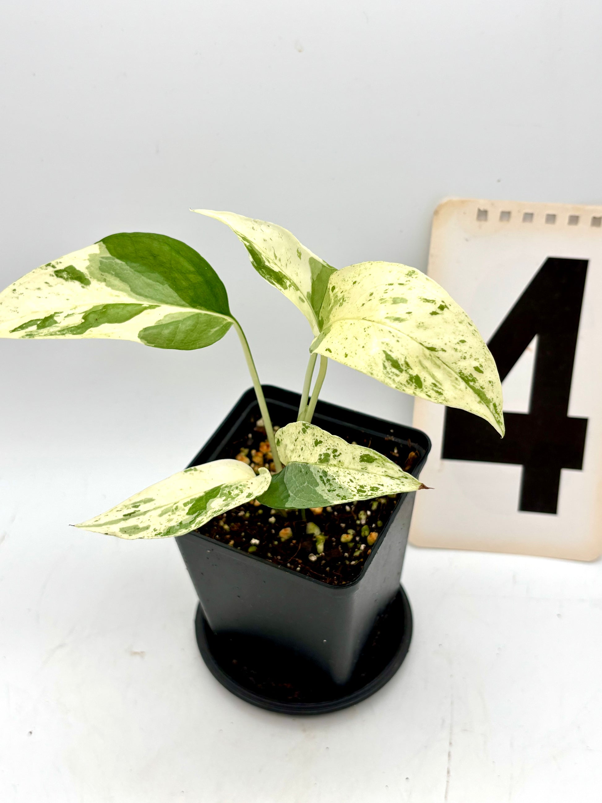 Epipremnum Cebu Blue Variegata Pflanze mit grünen und bläulichen, variegierten Blättern, lebendig und gesund, im Topf.