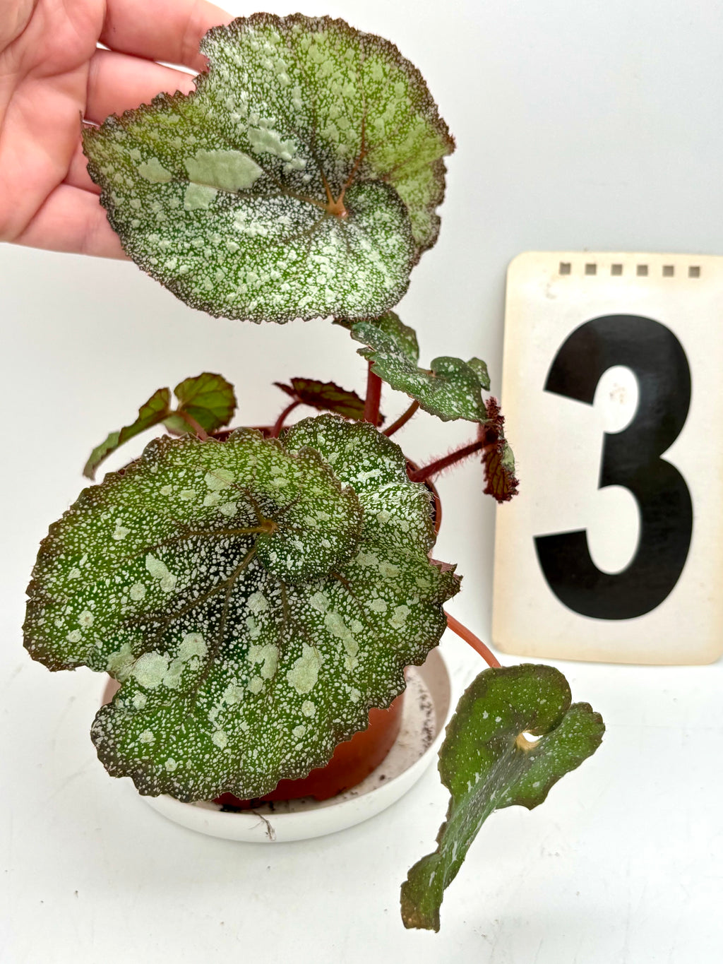 Begonie Speckled Pflanze von Exotic-Flowers mit grünen Blättern und weißen bis pinken gefleckten Mustern.