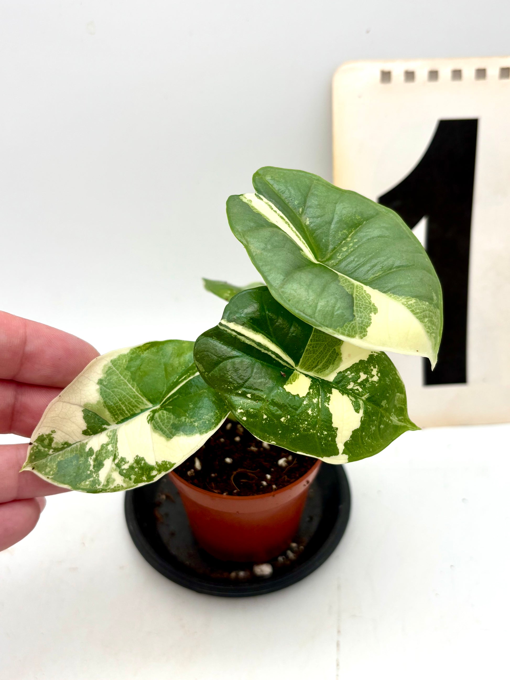 Alocasia Platinum Albo Variegata