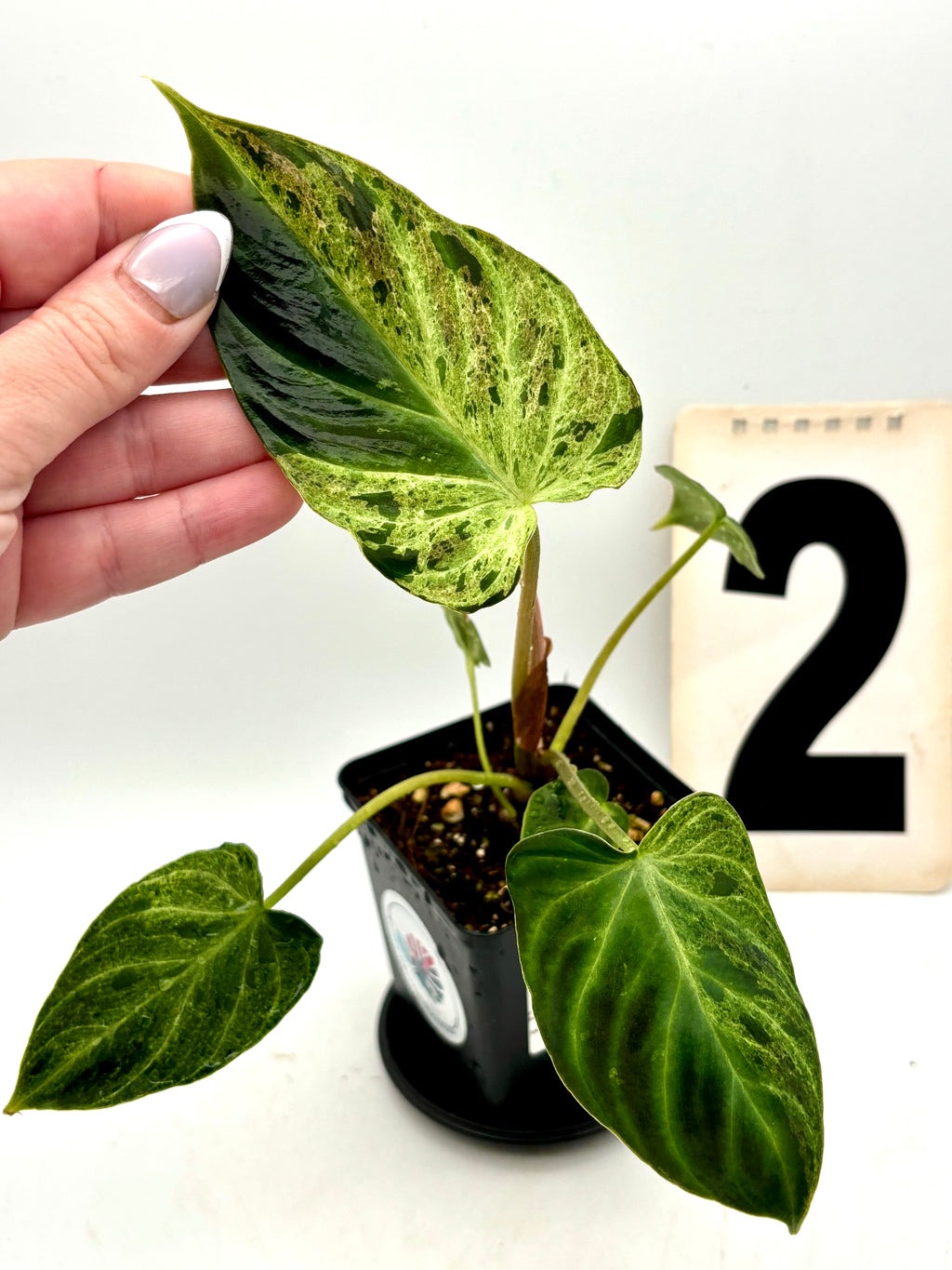 Philodendron Verrucosum Mint Variegata Pflanze von Exotic-Flowers mit grünen und weißen Blättern, detailreiche Blattform.