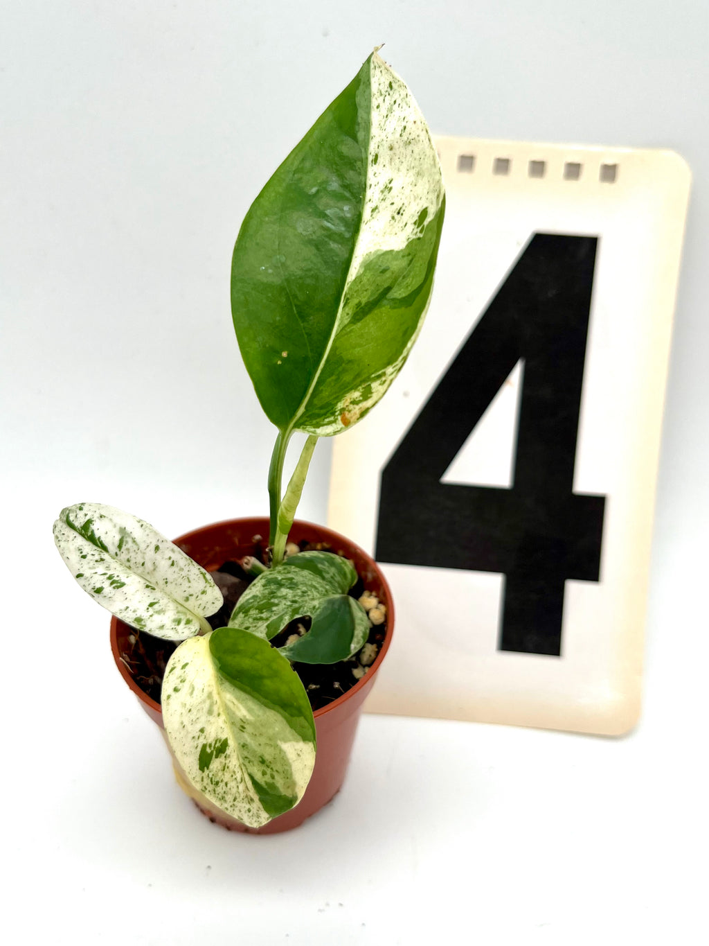 Epipremnum Pinnatum Marble Variegata