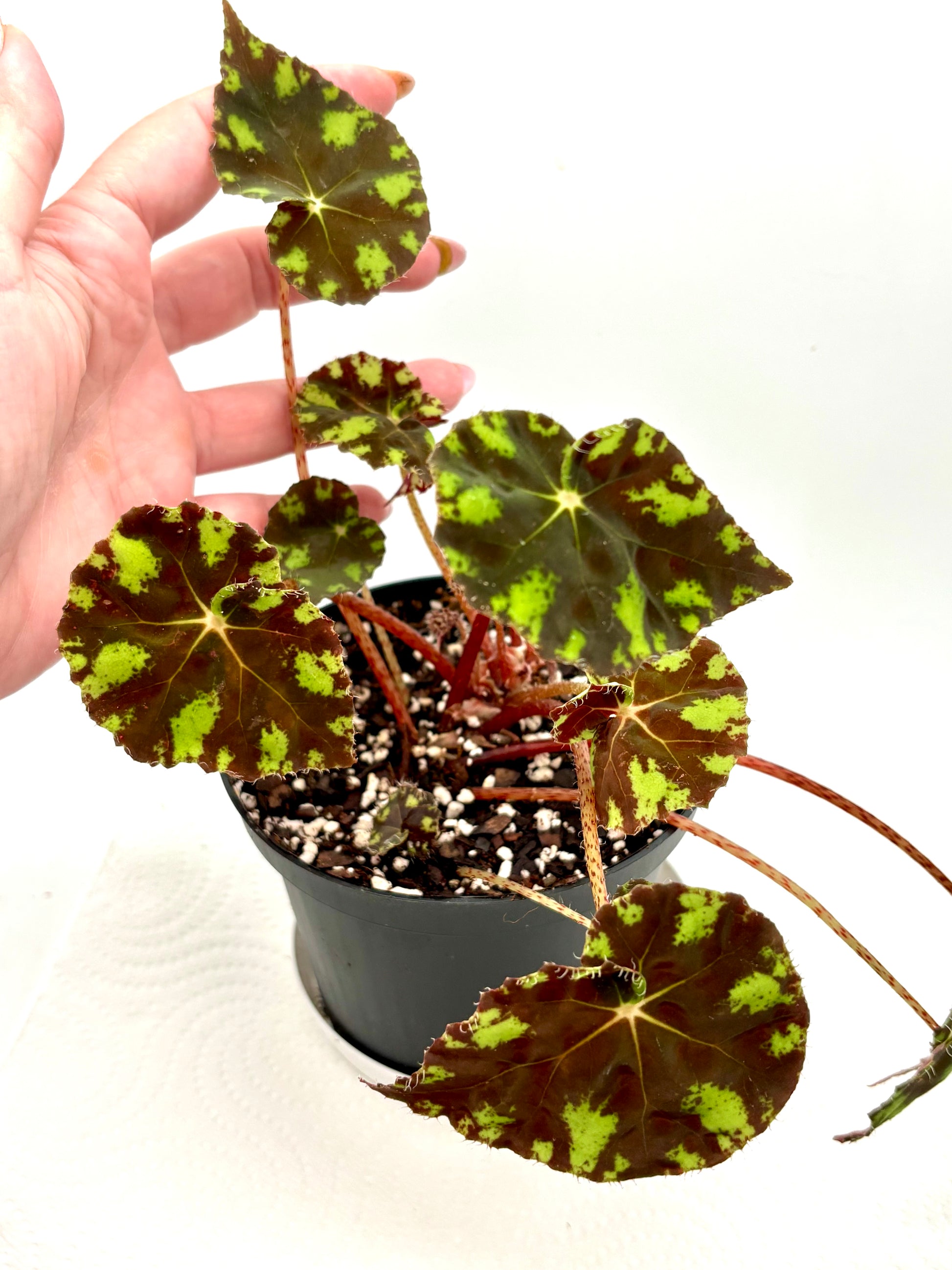 Begonia Bowerae 'Tiger'