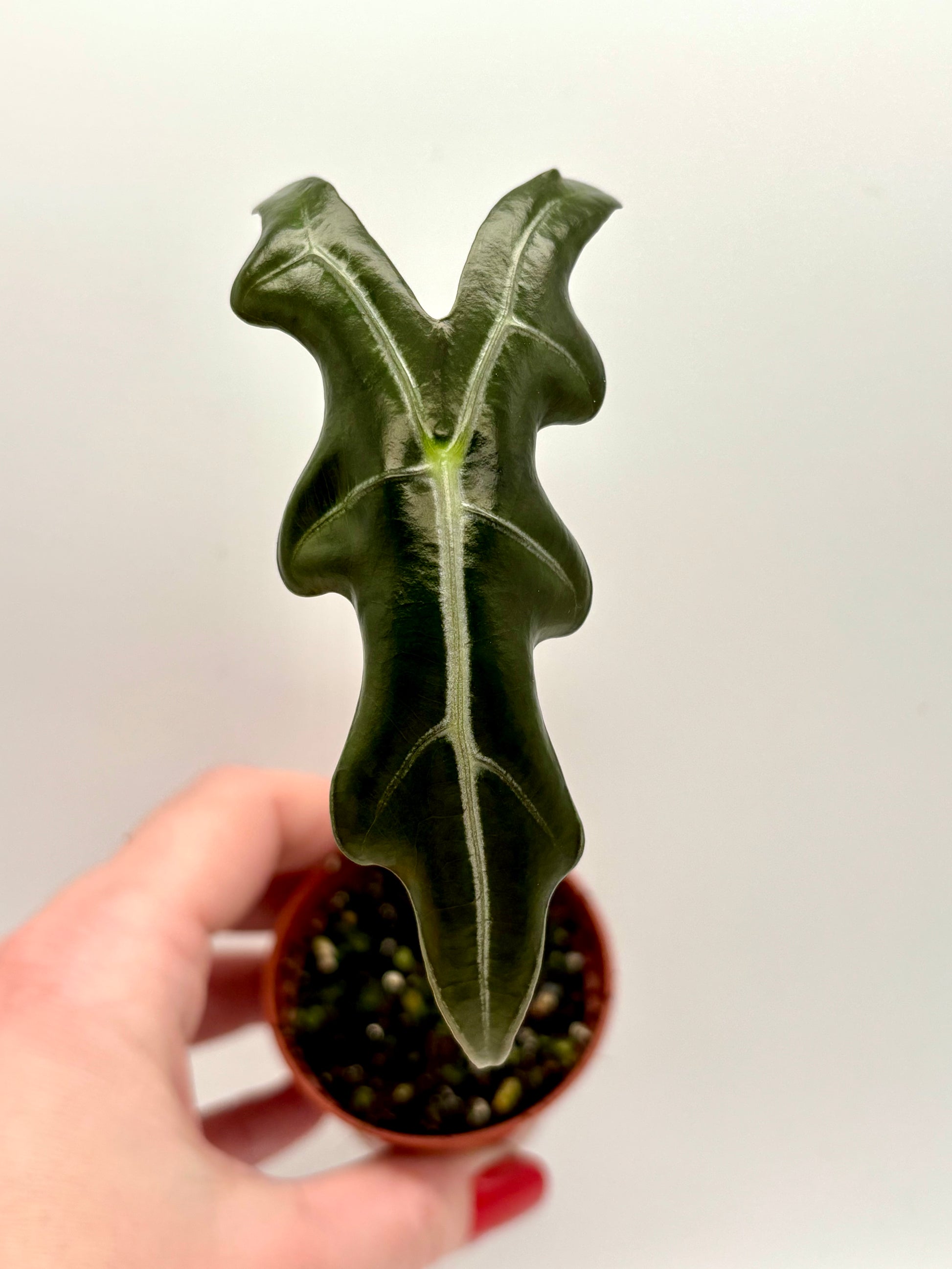 Große Alocasia Nobilis Pflanze mit prallen, dunkelgrünen Blättern und auffälligen weißen Adern, exotische Zimmerpflanze.