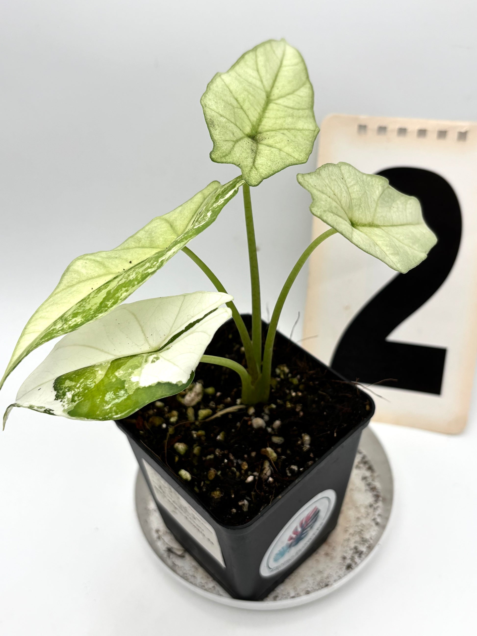 Alocasia Simpo Albo Variegata